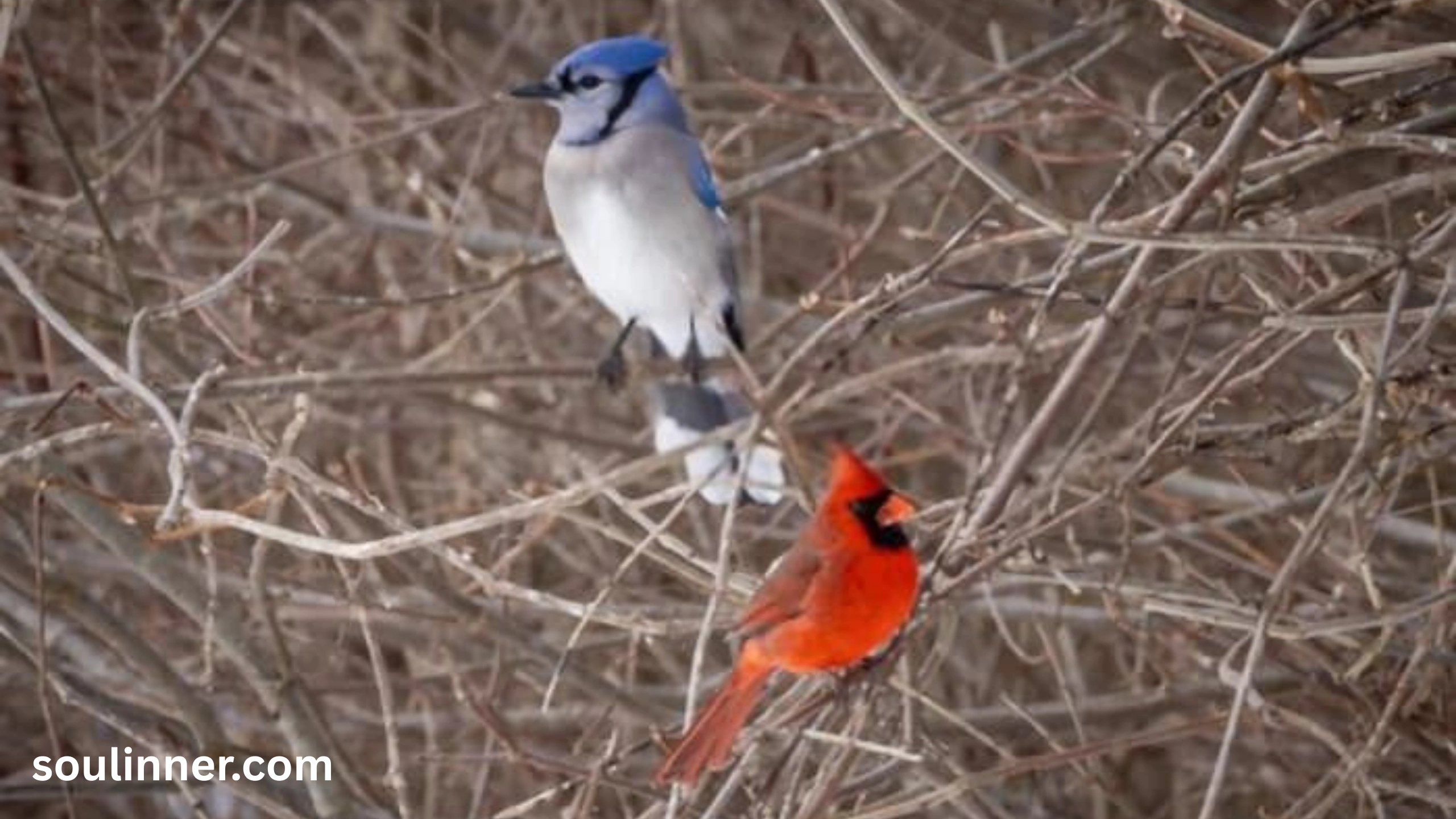 spiritual meaning of seeing a blue jay and cardinal together