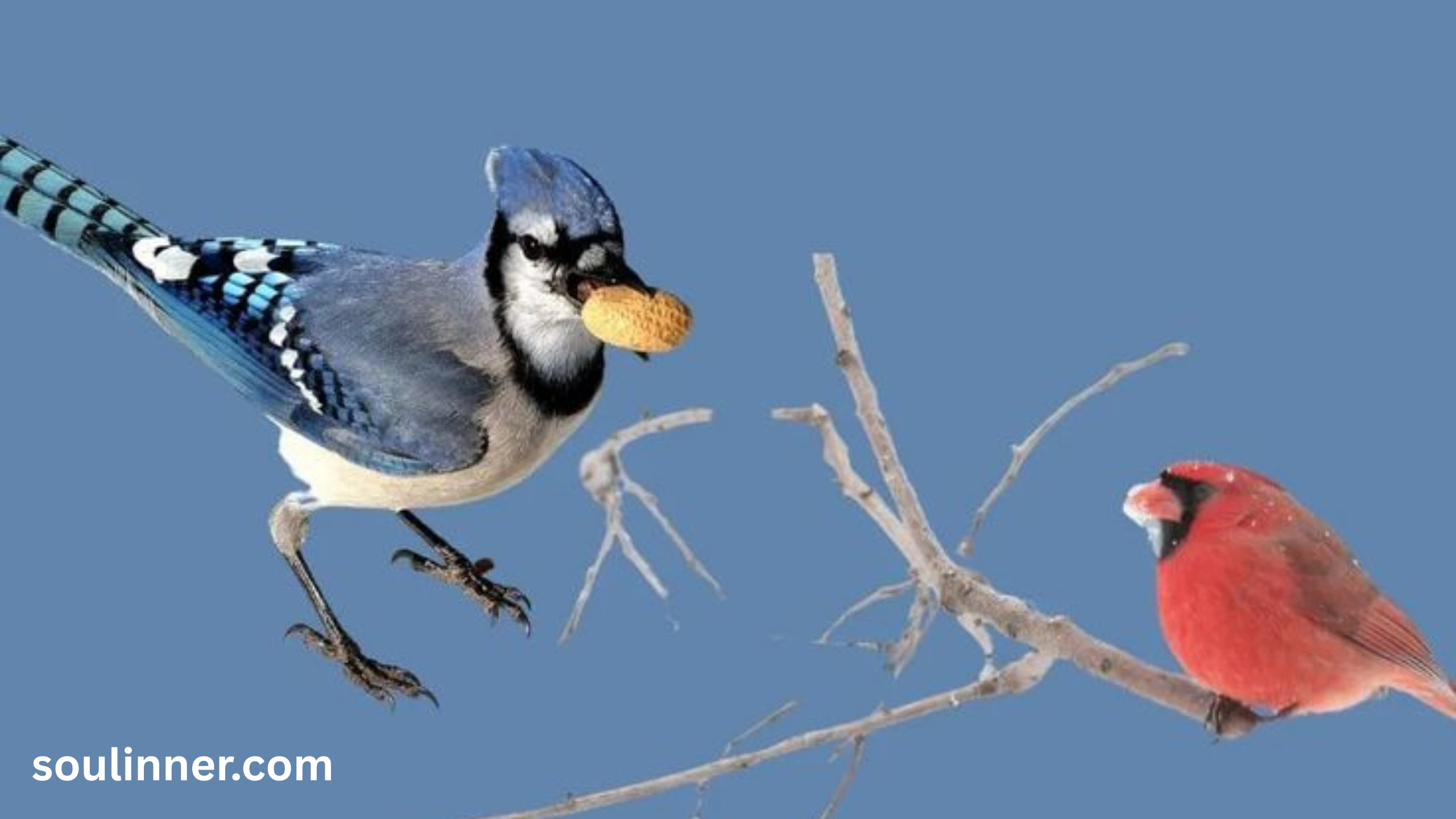 spiritual meaning of seeing a blue jay and cardinal together