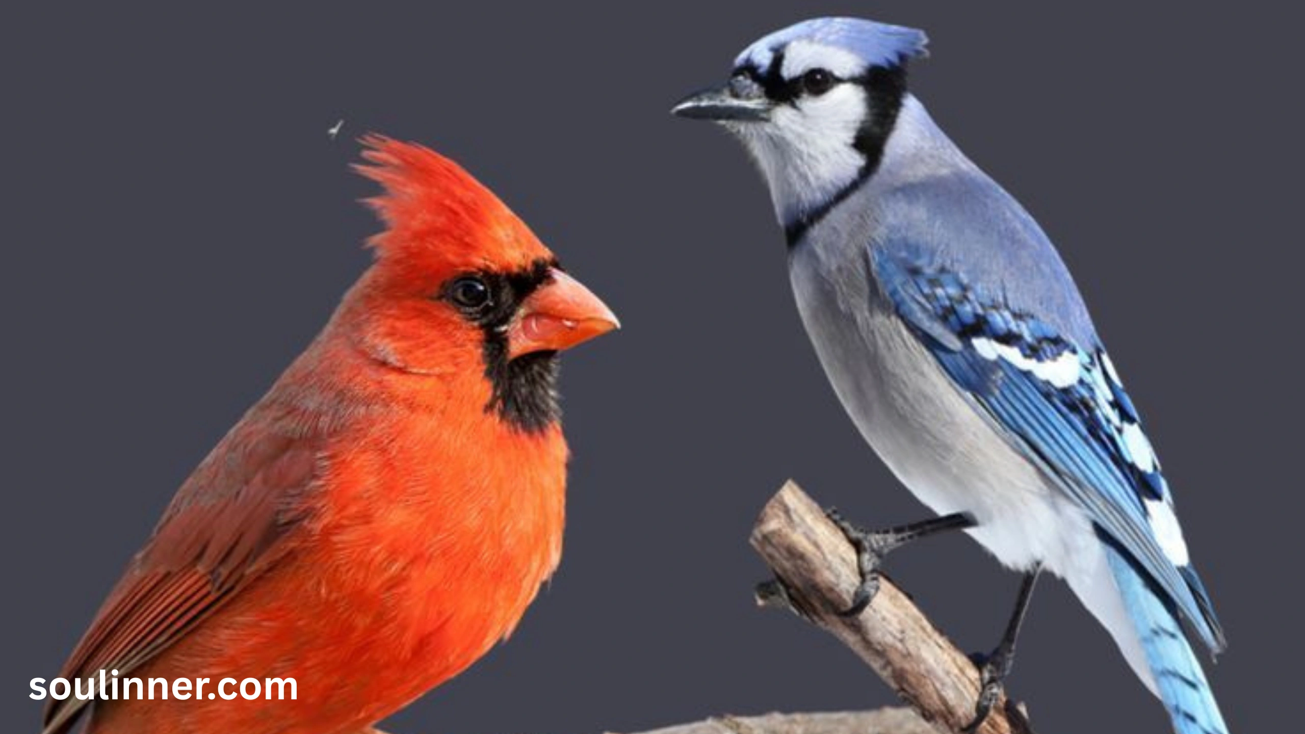 spiritual meaning of seeing a blue jay and cardinal together