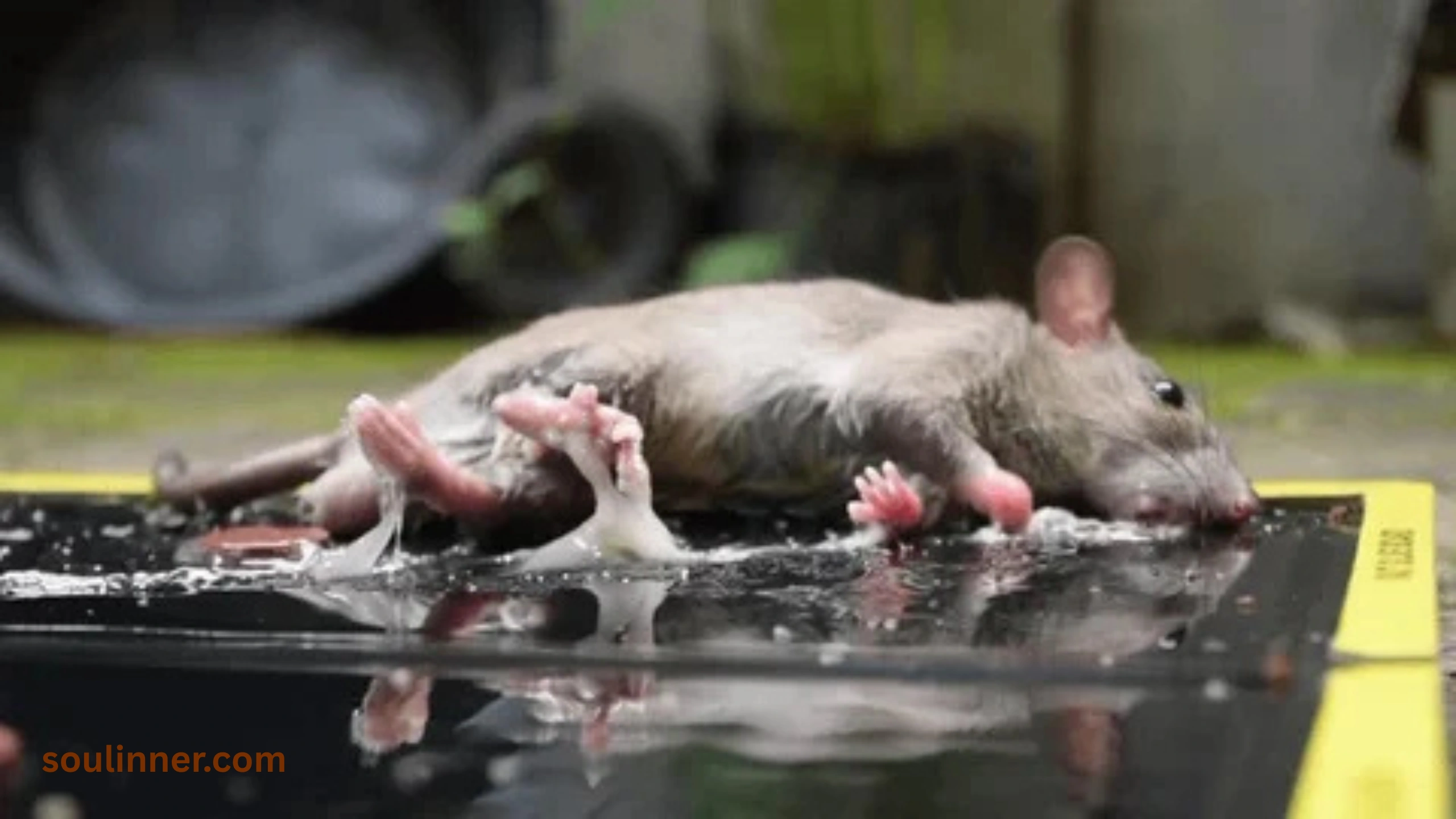 spiritual meaning of seeing a dead rat