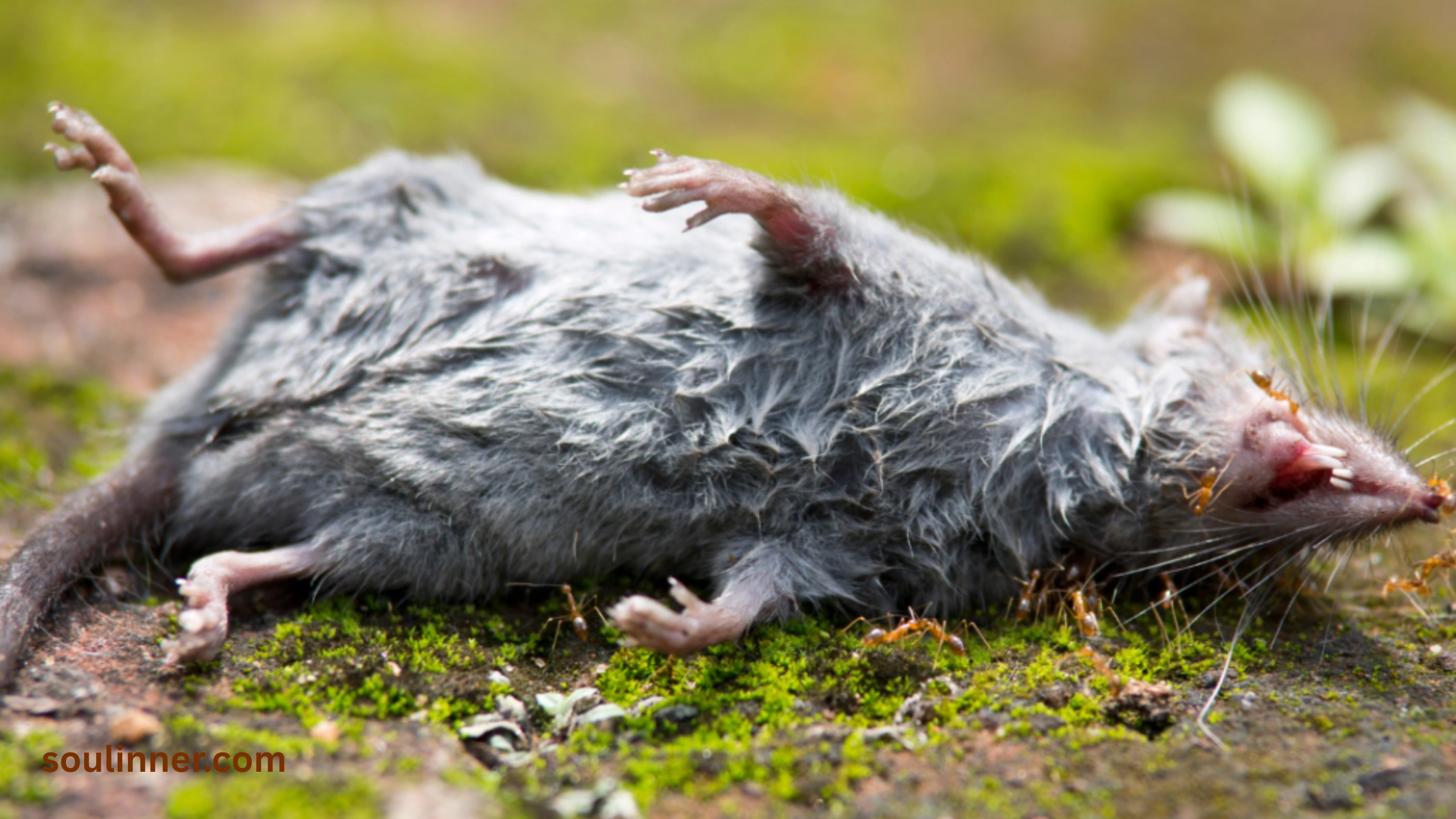 spiritual meaning of seeing a dead rat