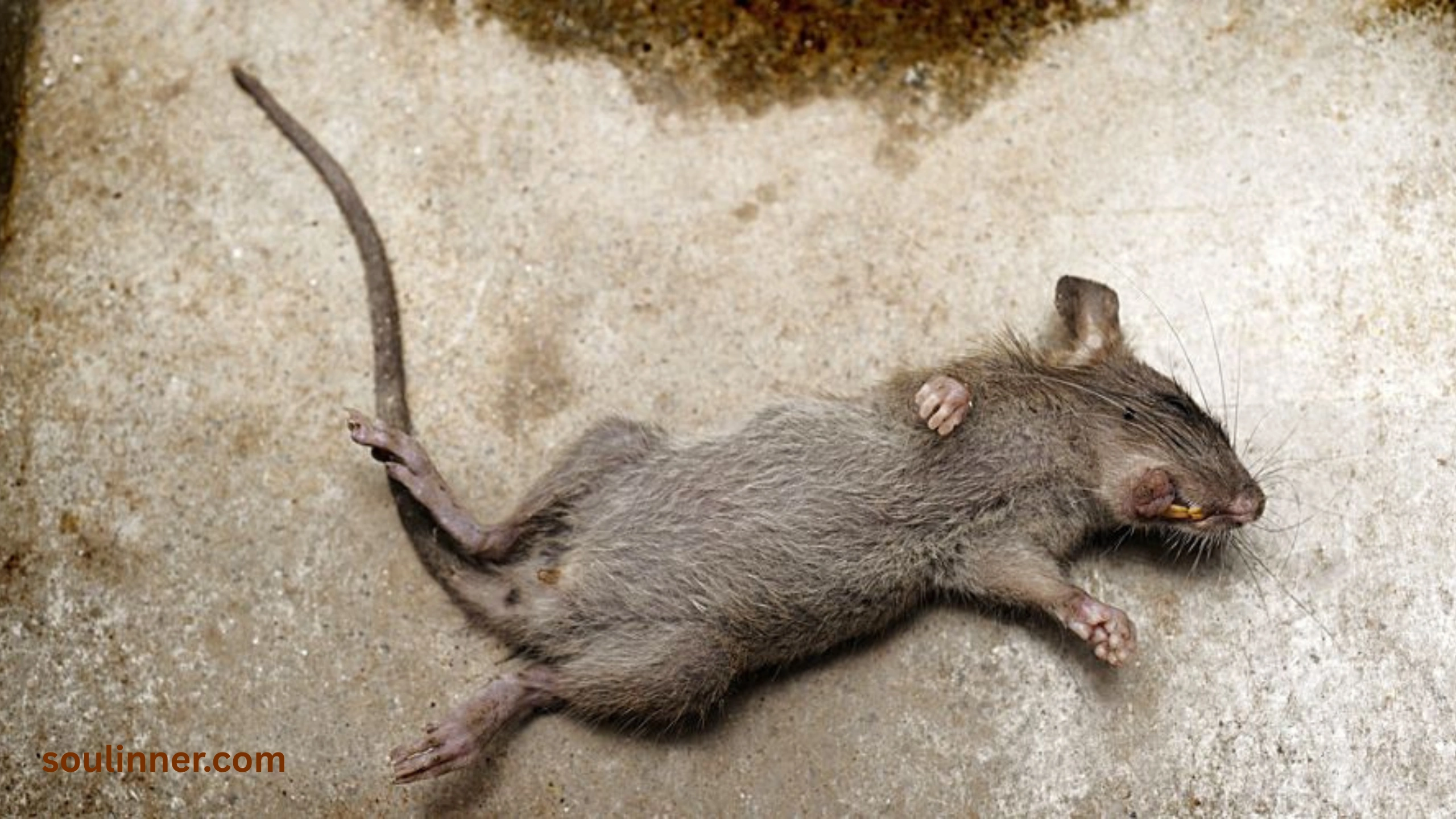 spiritual meaning of seeing a dead rat