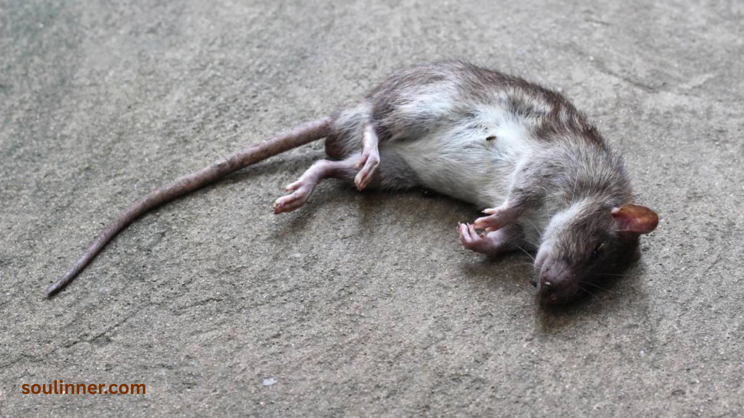 spiritual meaning of seeing a dead rat