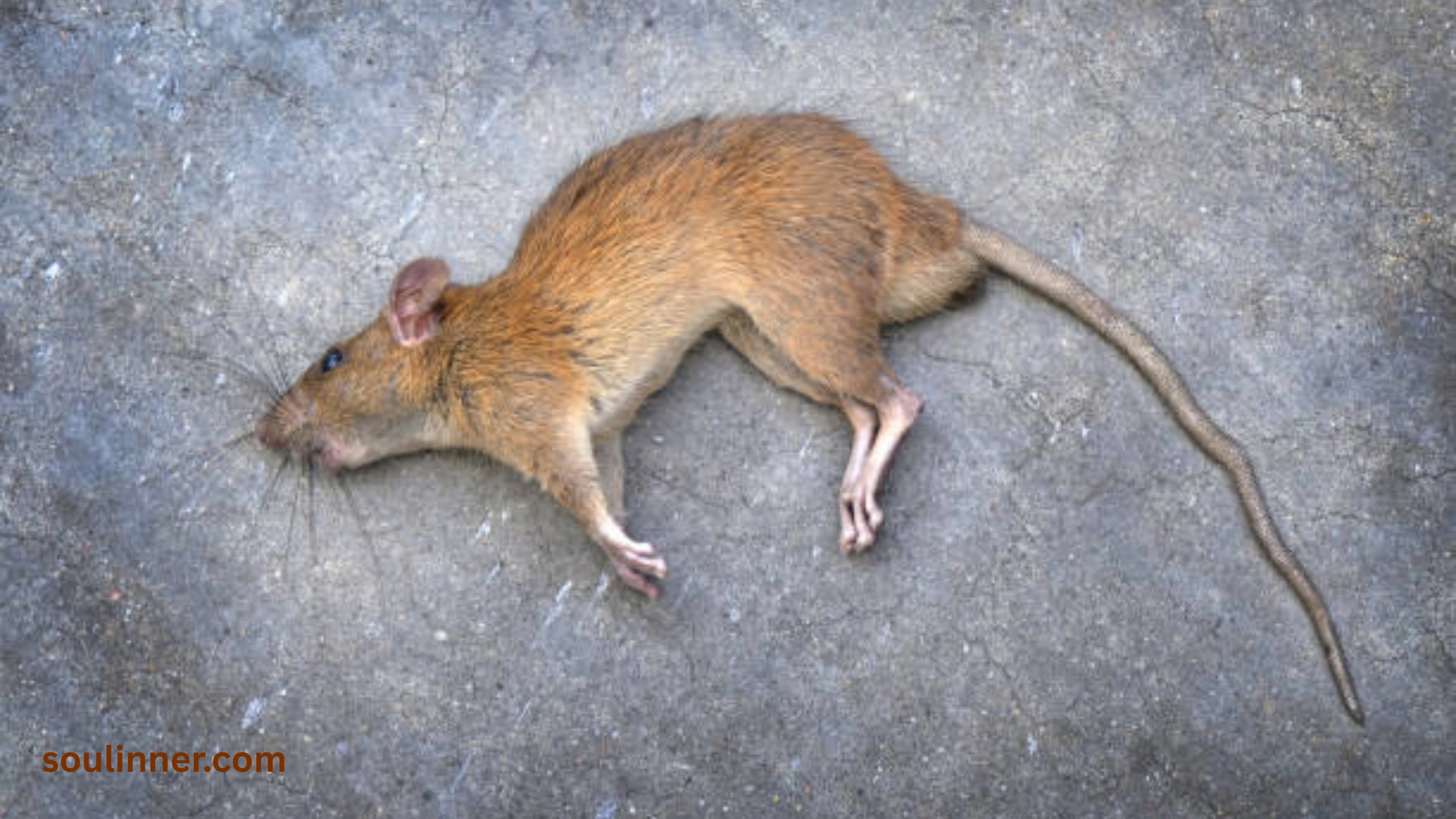 spiritual meaning of seeing a dead rat