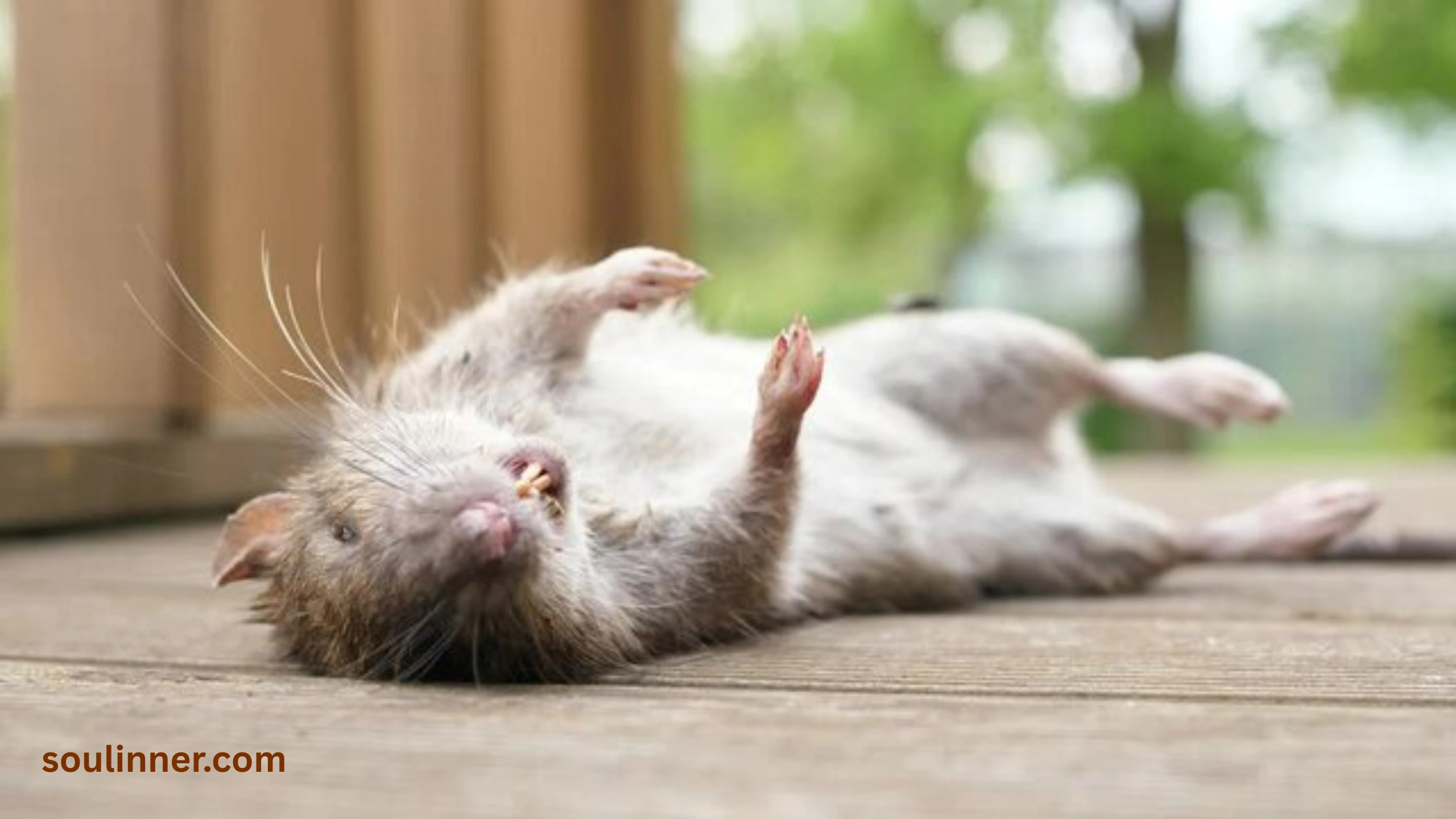 spiritual meaning of seeing a dead rat