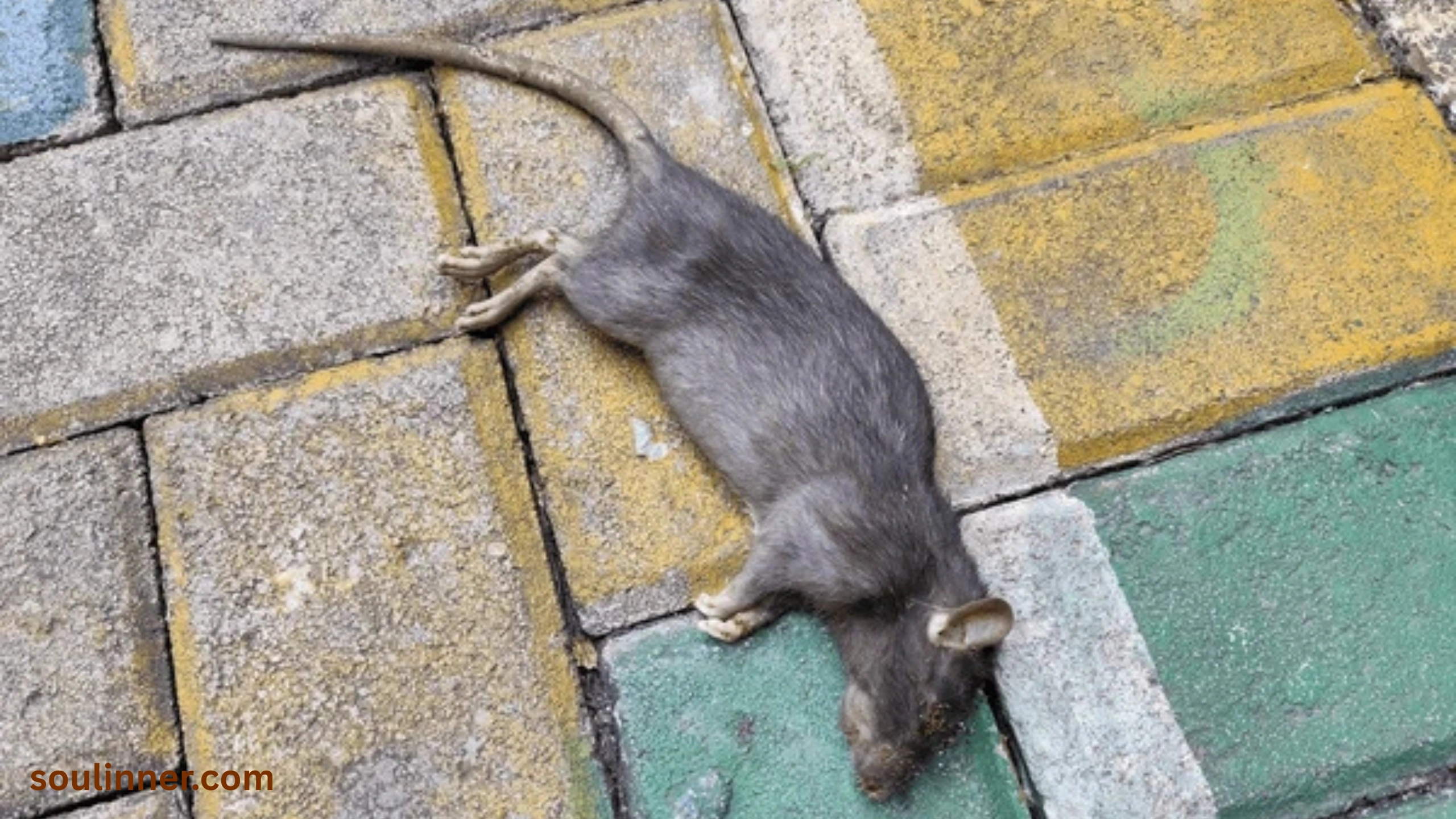 spiritual meaning of seeing a dead rat