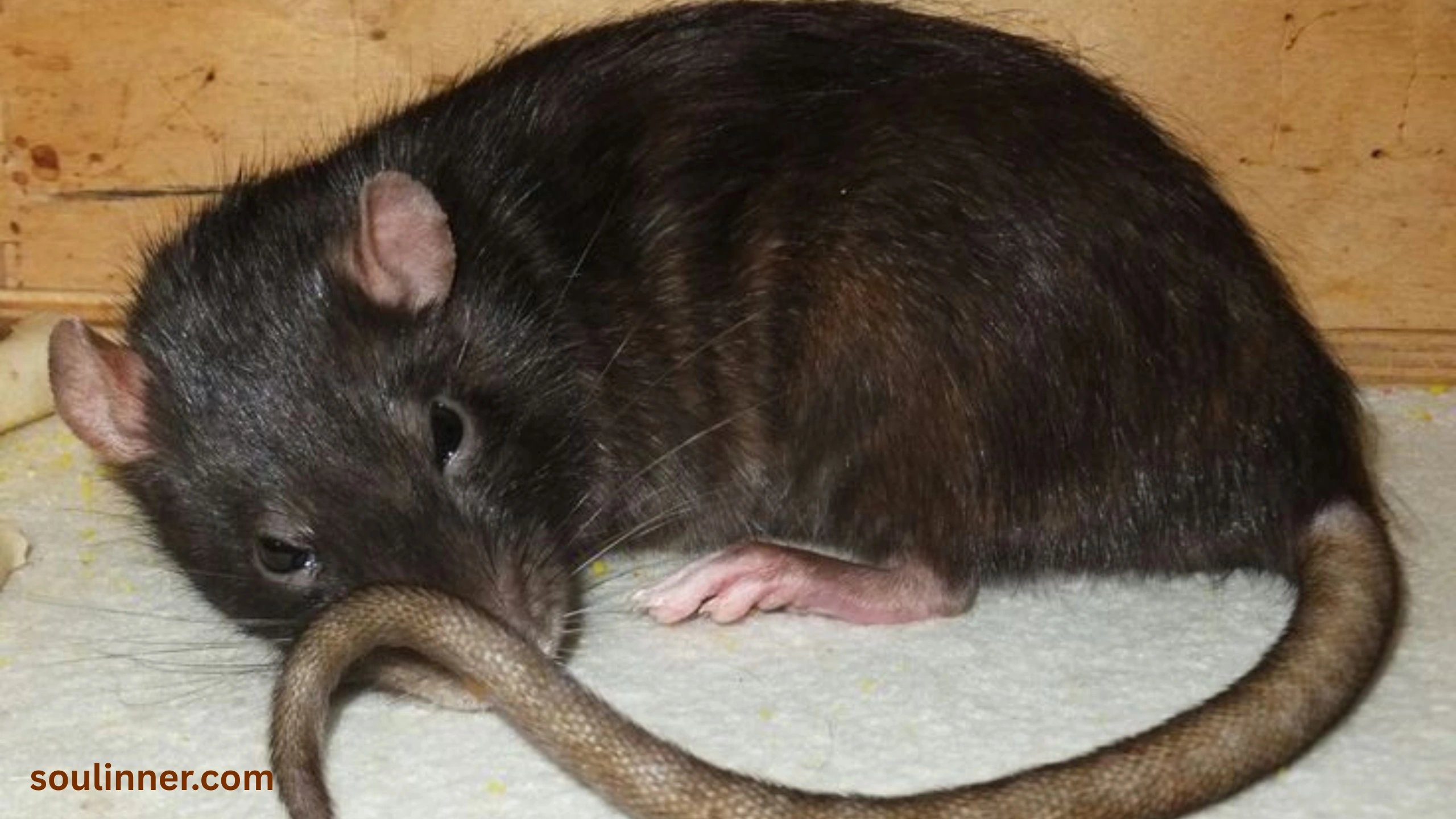 spiritual meaning of seeing a dead rat