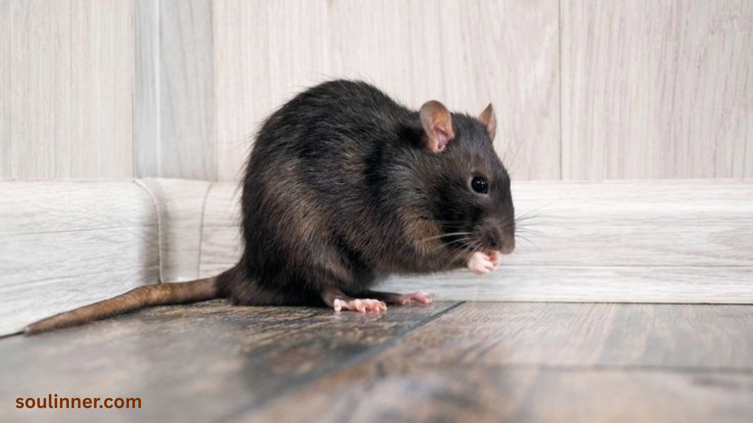 spiritual meaning of seeing a dead rat
