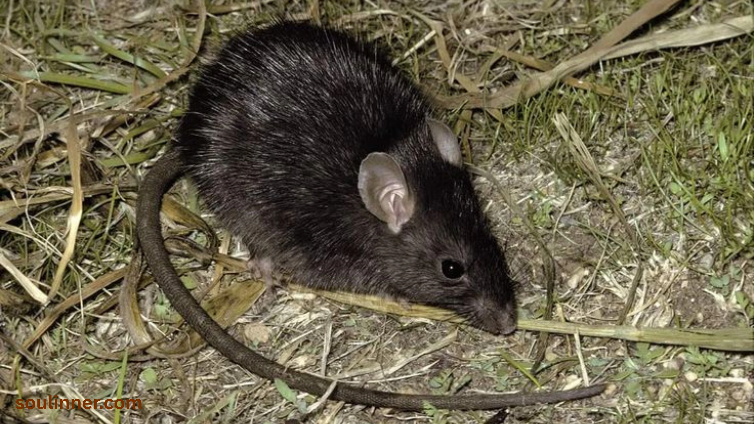 spiritual meaning of seeing a dead rat