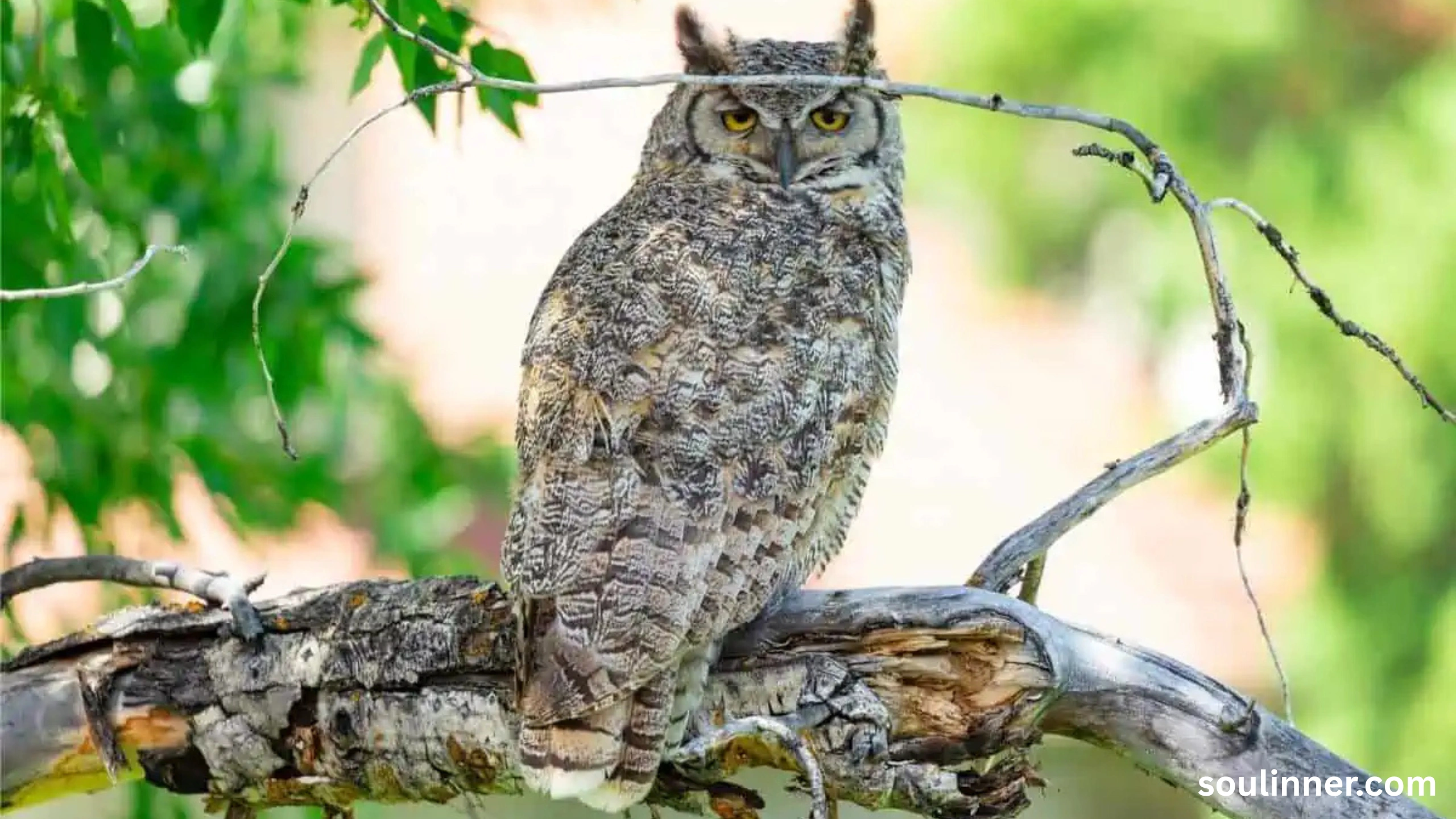 spiritual meaning of seeing an owl at night