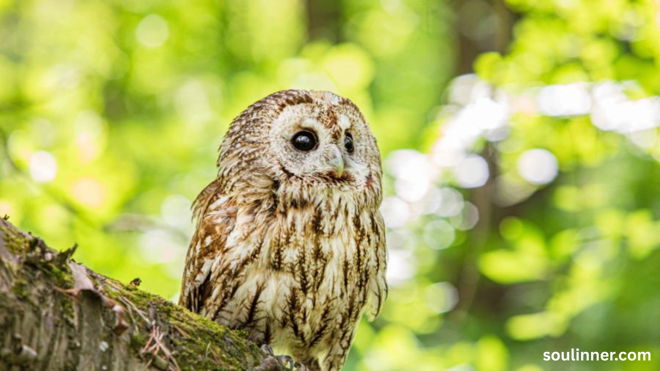 spiritual meaning of seeing an owl at night