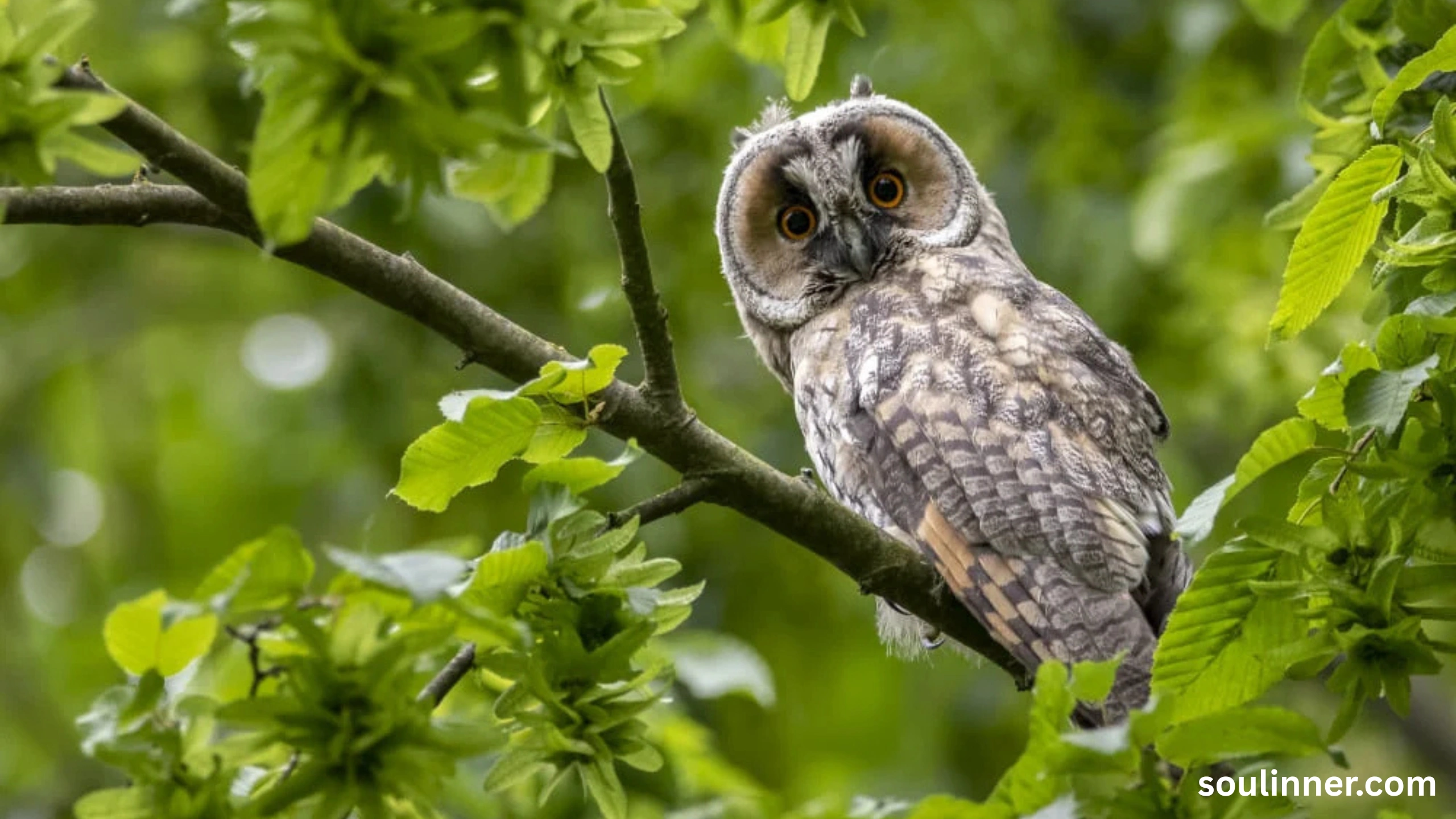 spiritual meaning of seeing an owl at night