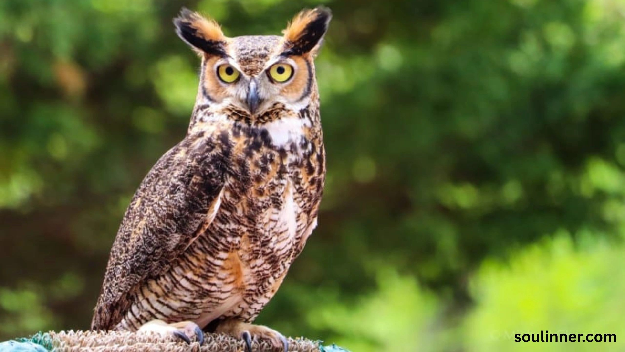 spiritual meaning of seeing an owl at night
