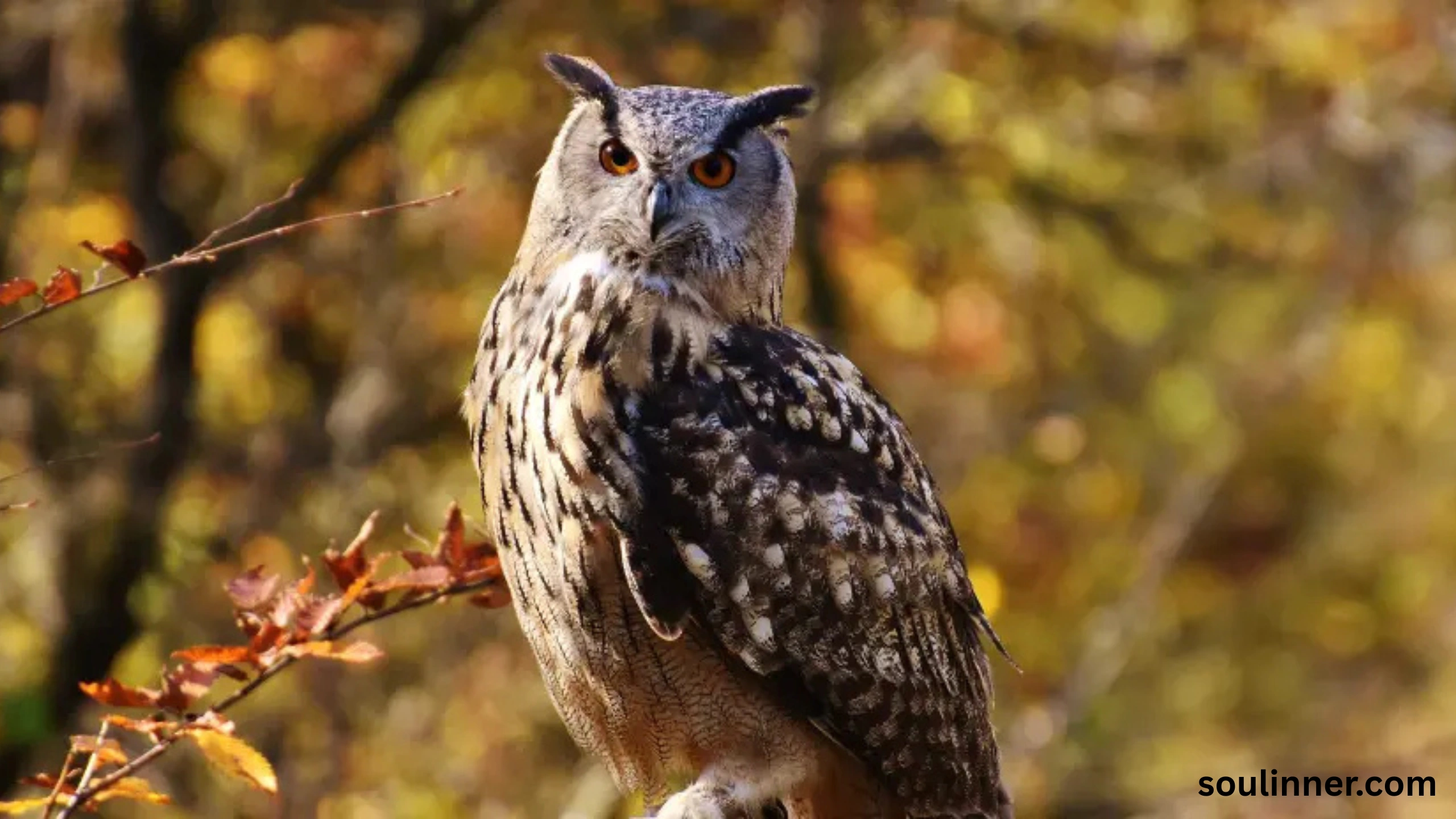 spiritual meaning of seeing an owl at night