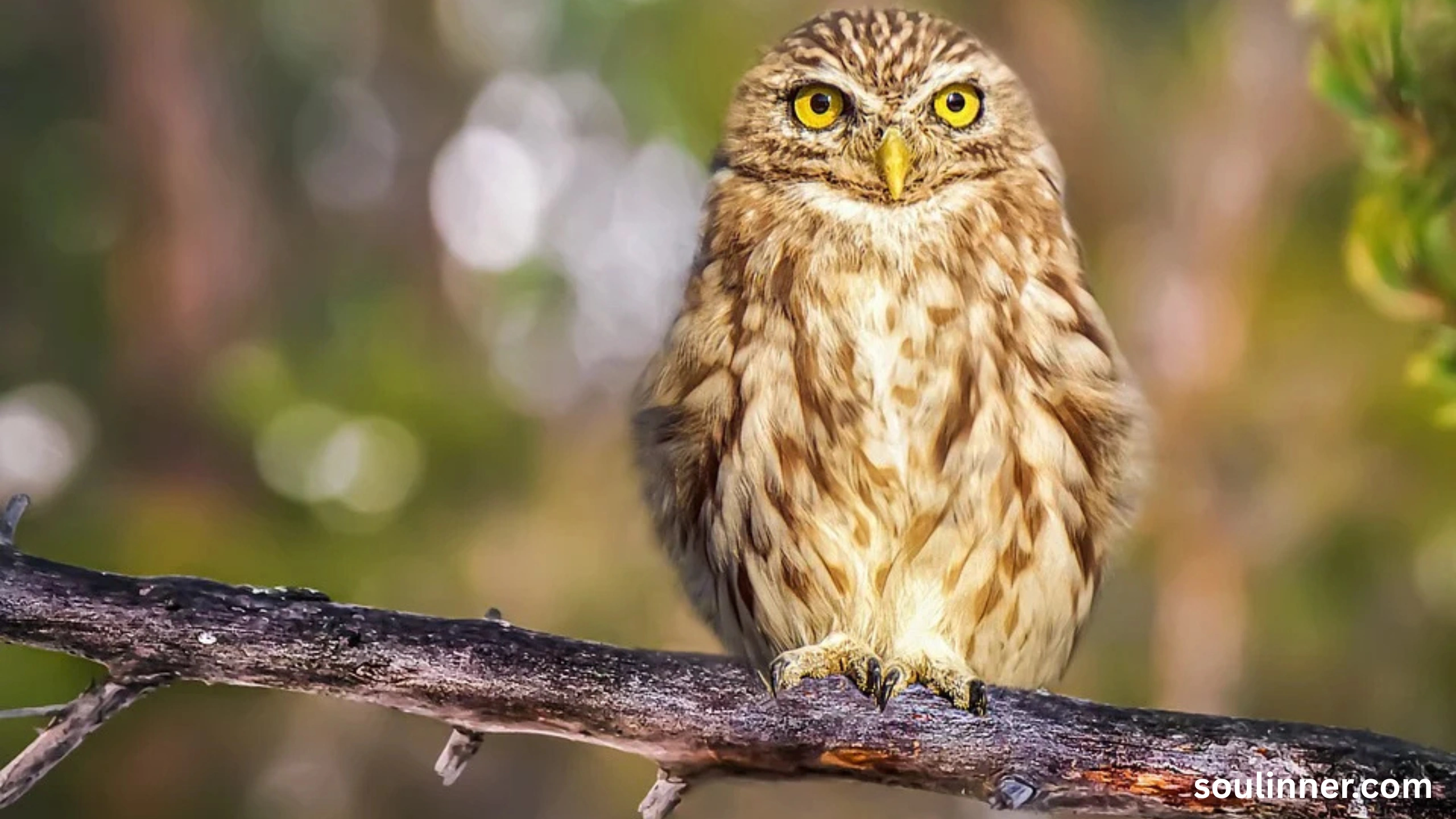 spiritual meaning of seeing an owl at night
