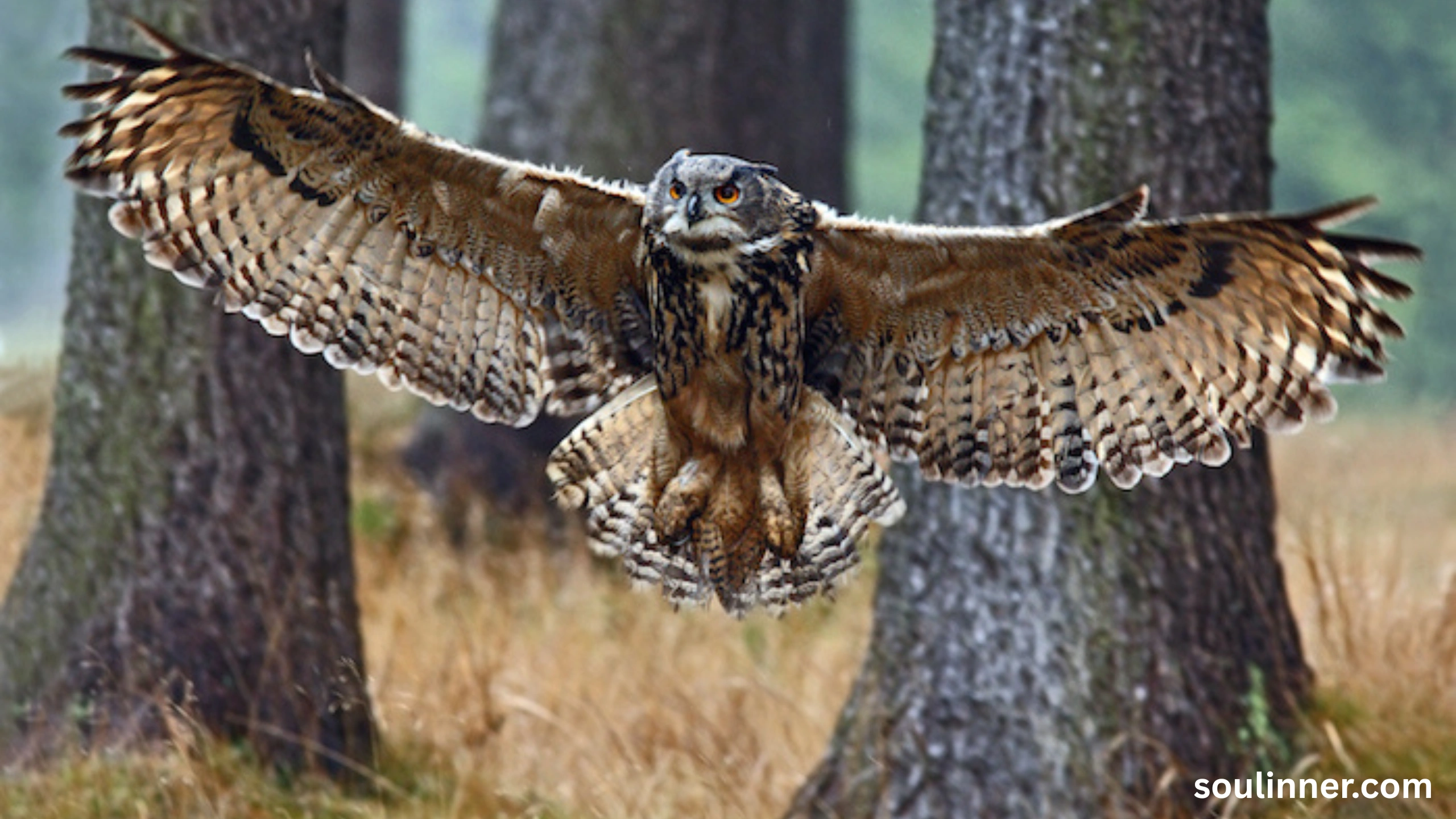 spiritual meaning of seeing an owl at night