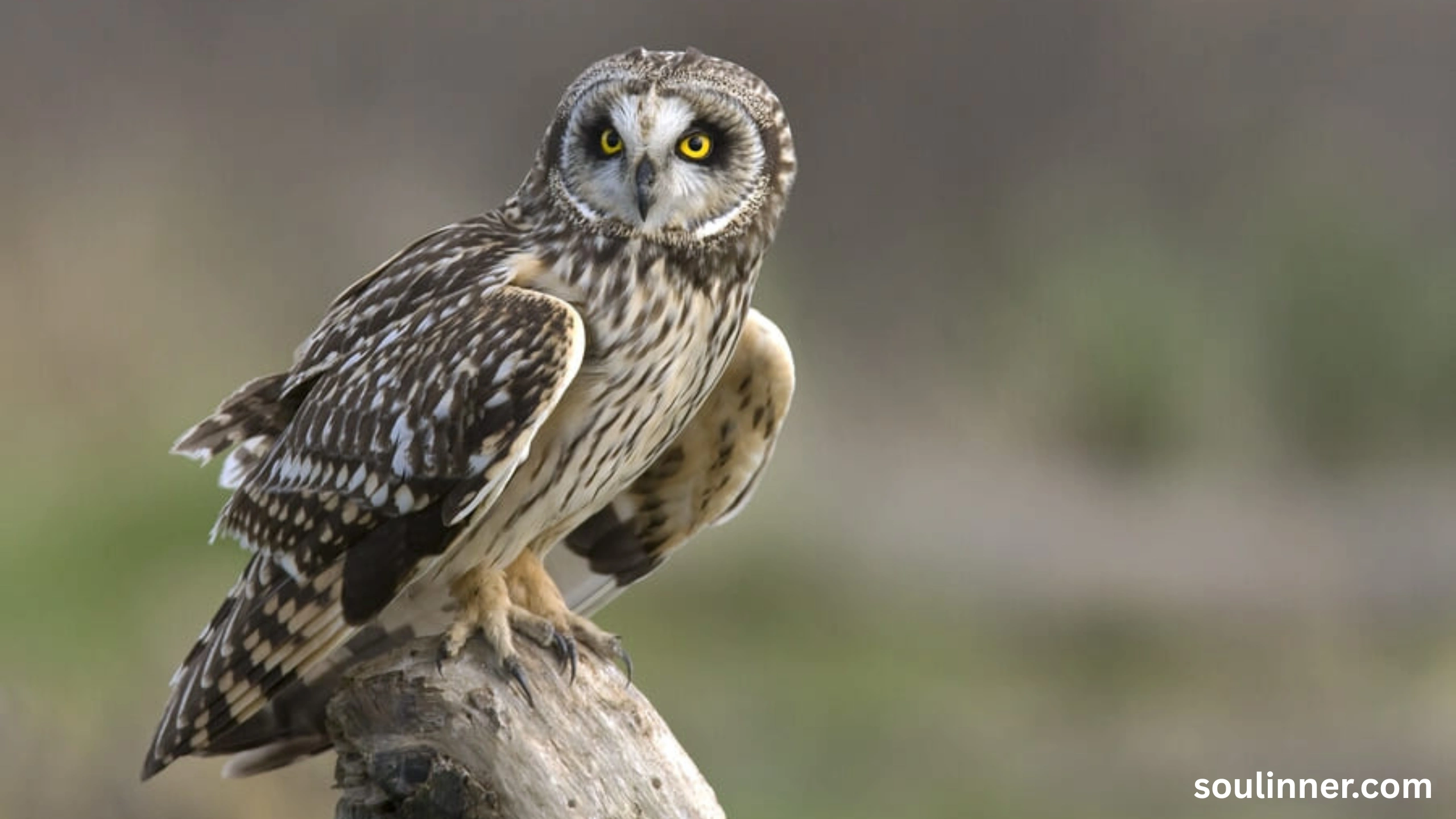 spiritual meaning of seeing an owl at night