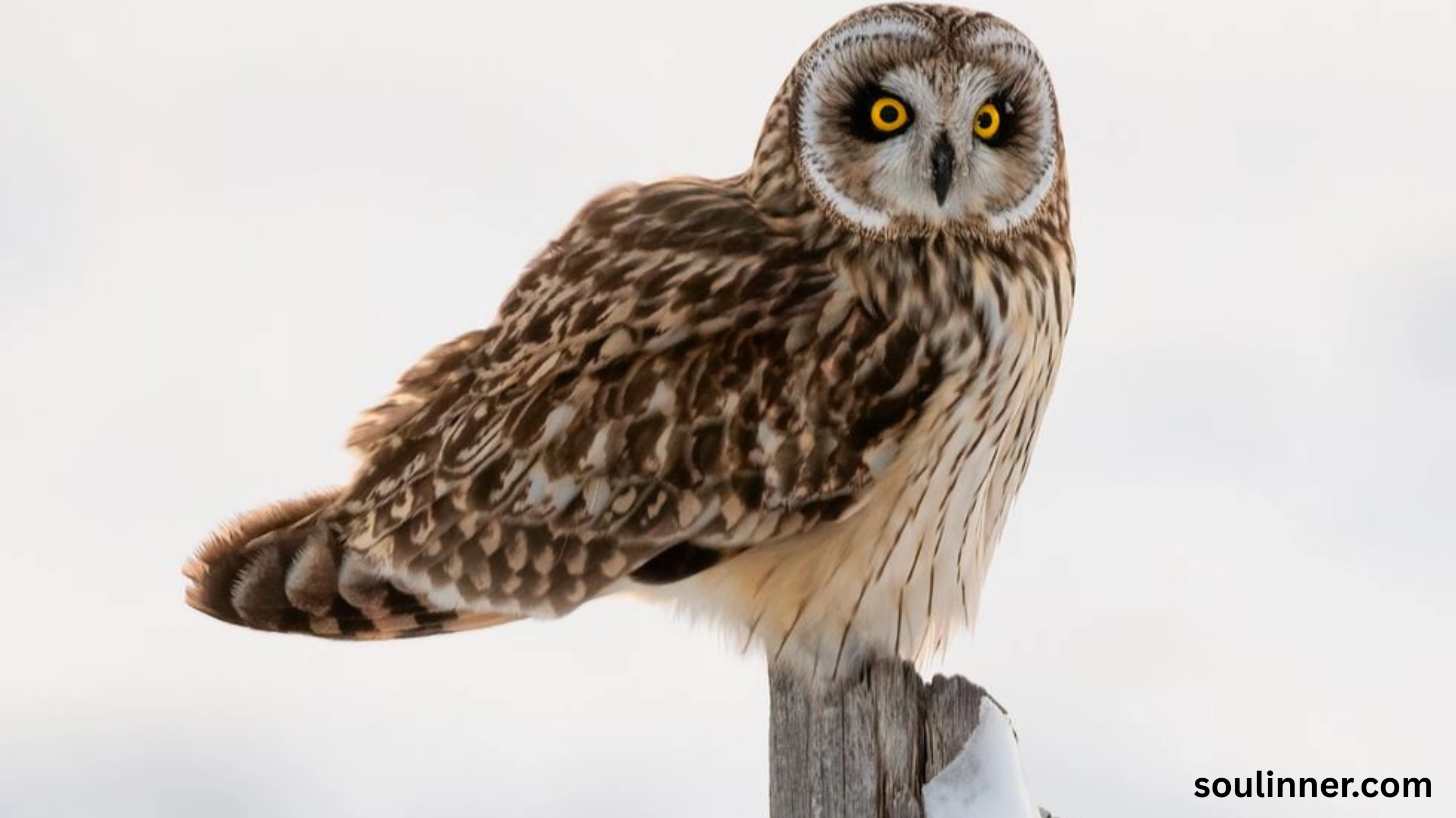spiritual meaning of seeing an owl at night