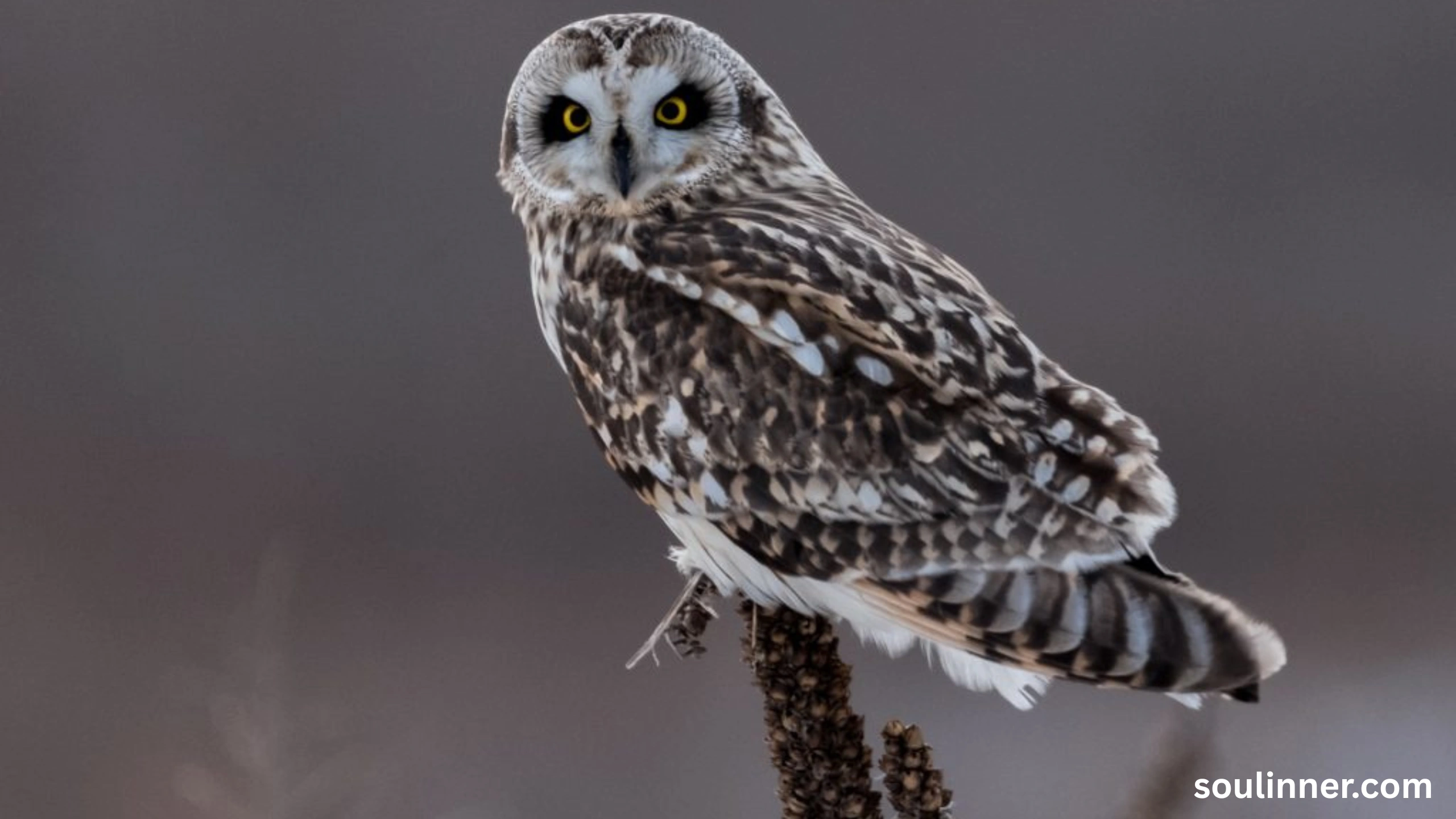 spiritual meaning of seeing an owl at night