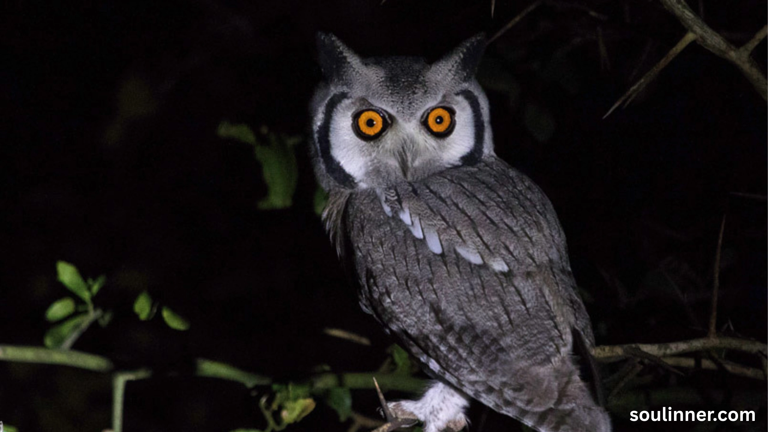 spiritual meaning of seeing an owl at night