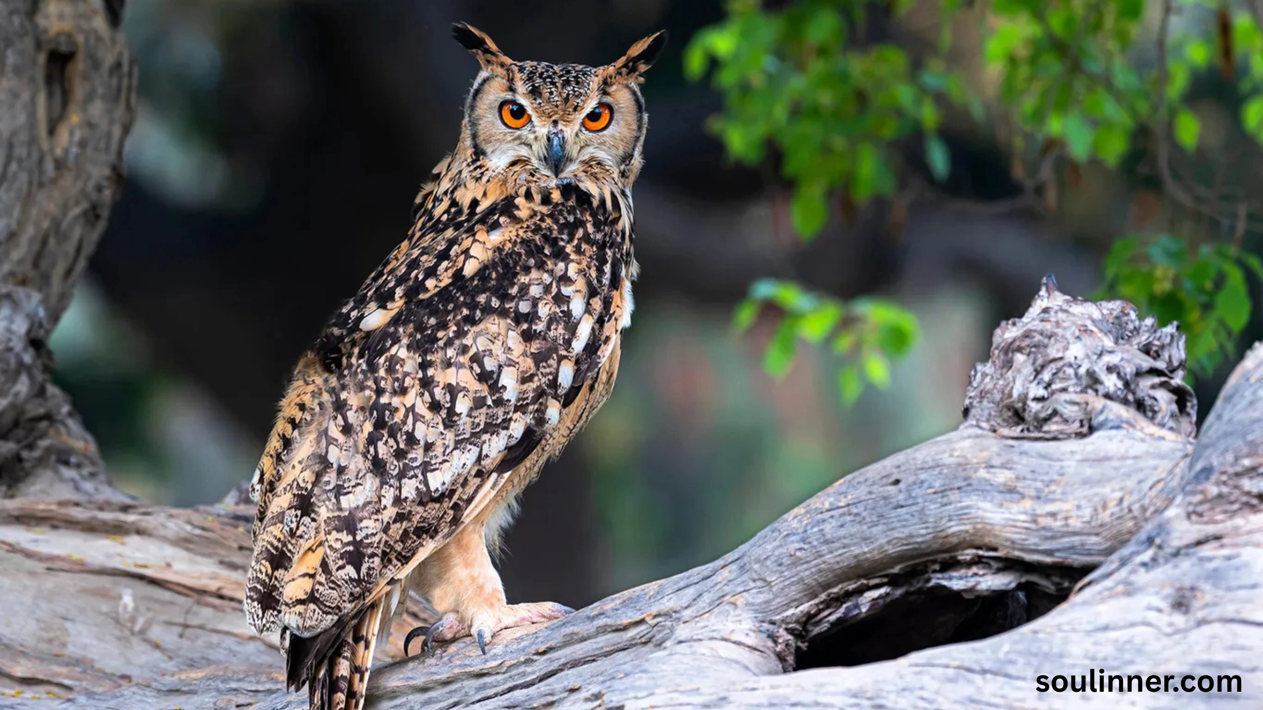 spiritual meaning of seeing an owl at night