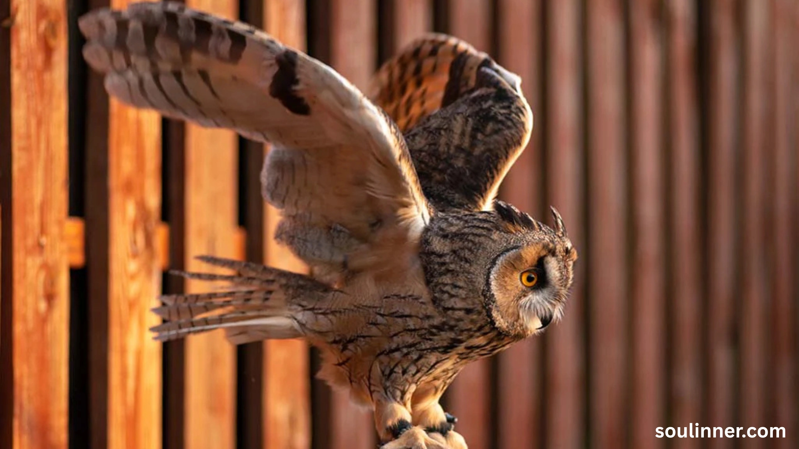 spiritual meaning of seeing an owl at night
