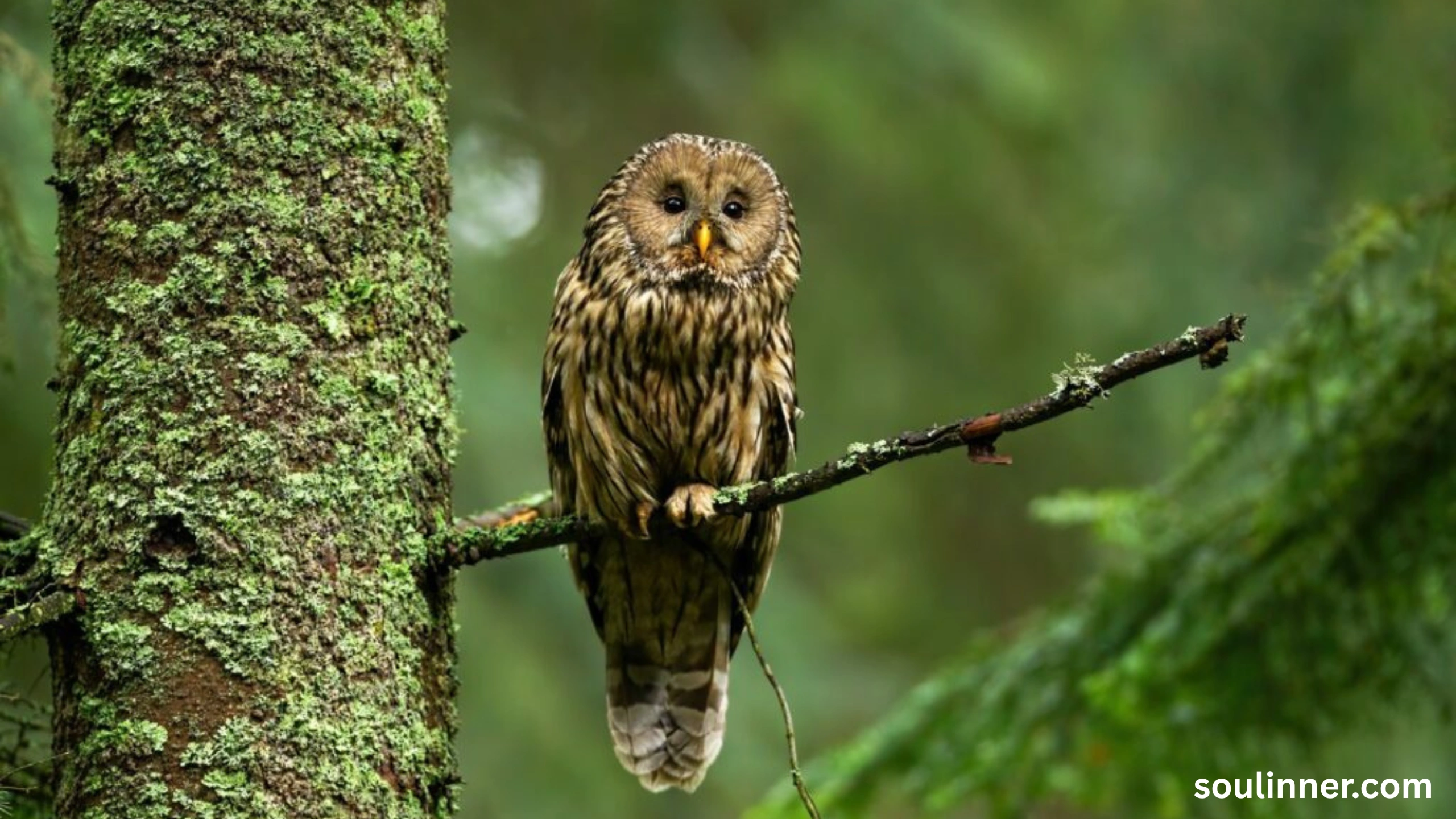 spiritual meaning of seeing an owl at night