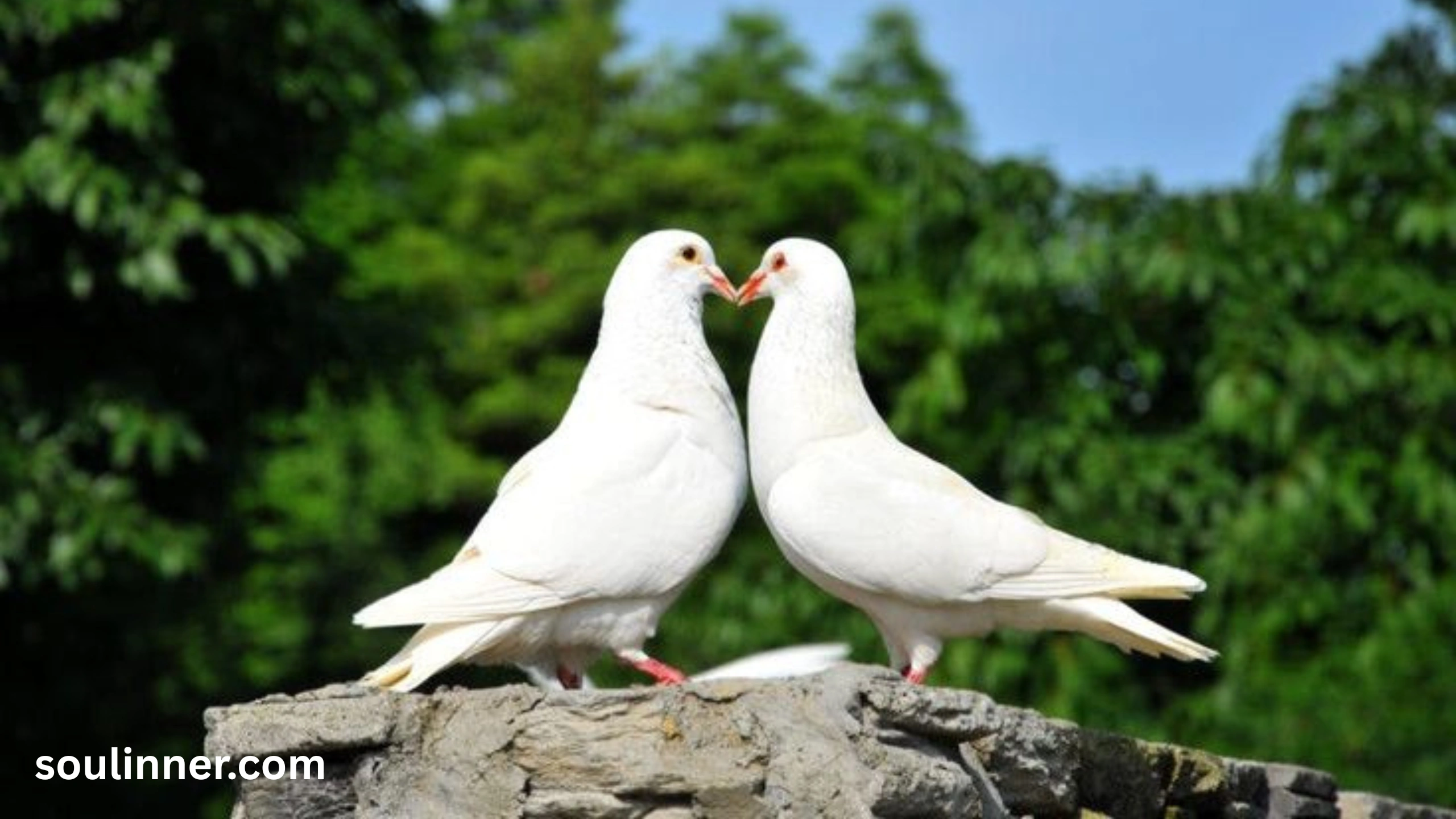 spiritual meaning of two doves