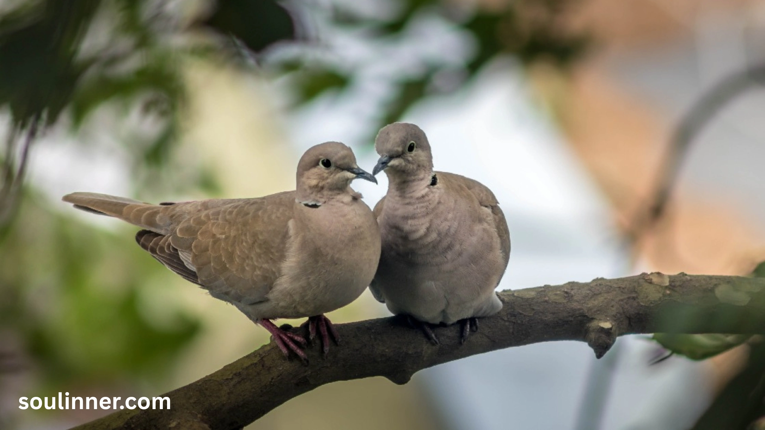 spiritual meaning of two doves