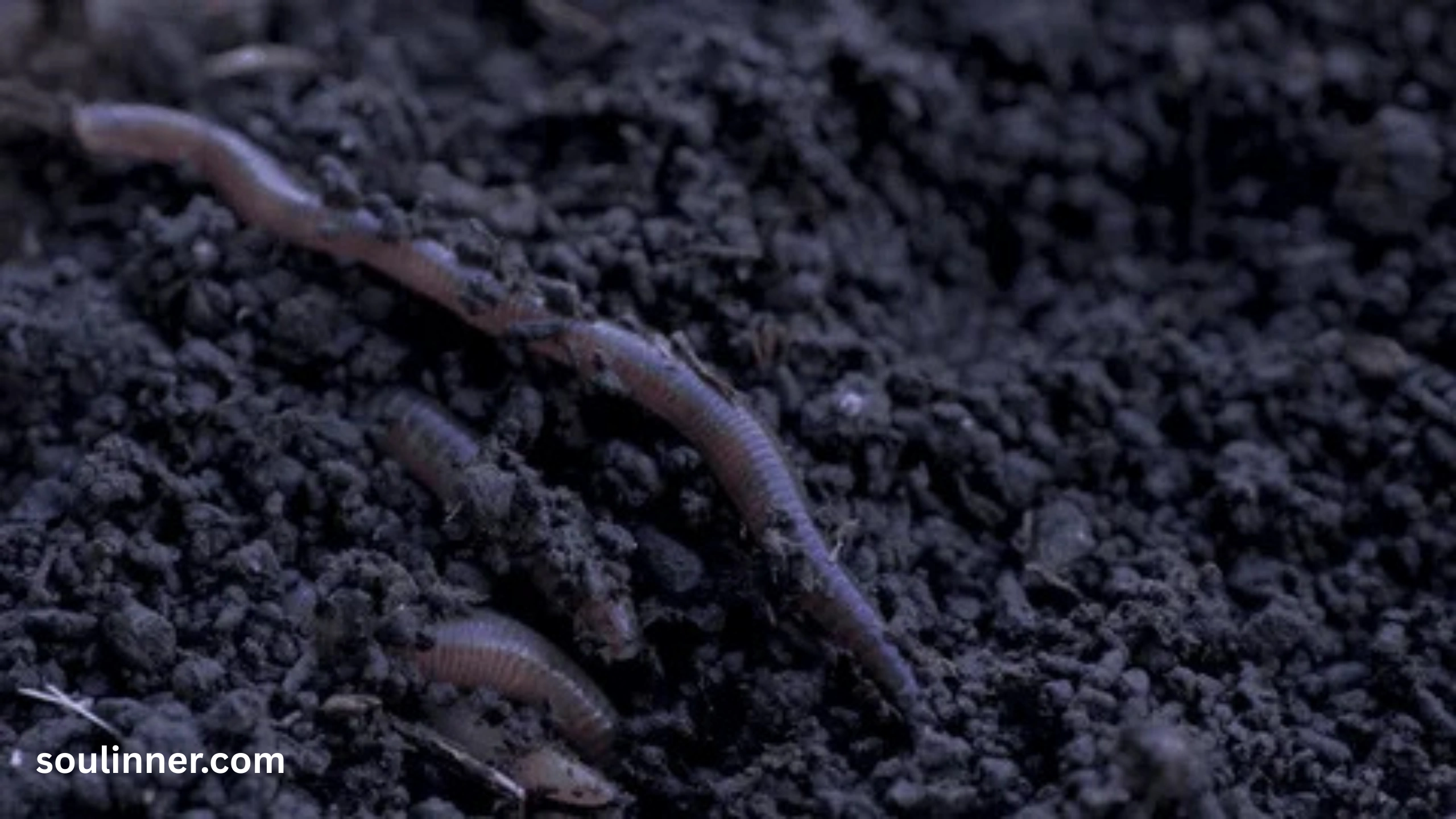 spiritual meaning of worms in house