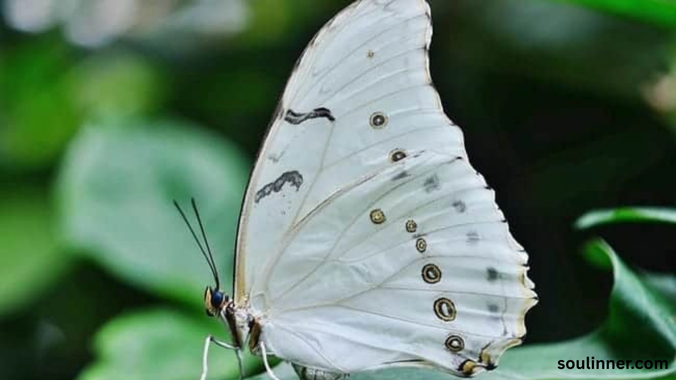spiritual yellow butterfly meaning in the bible