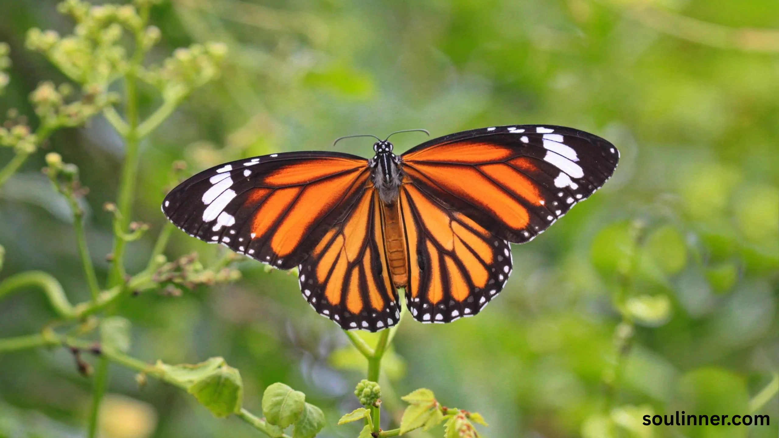 spiritual yellow butterfly meaning in the bible