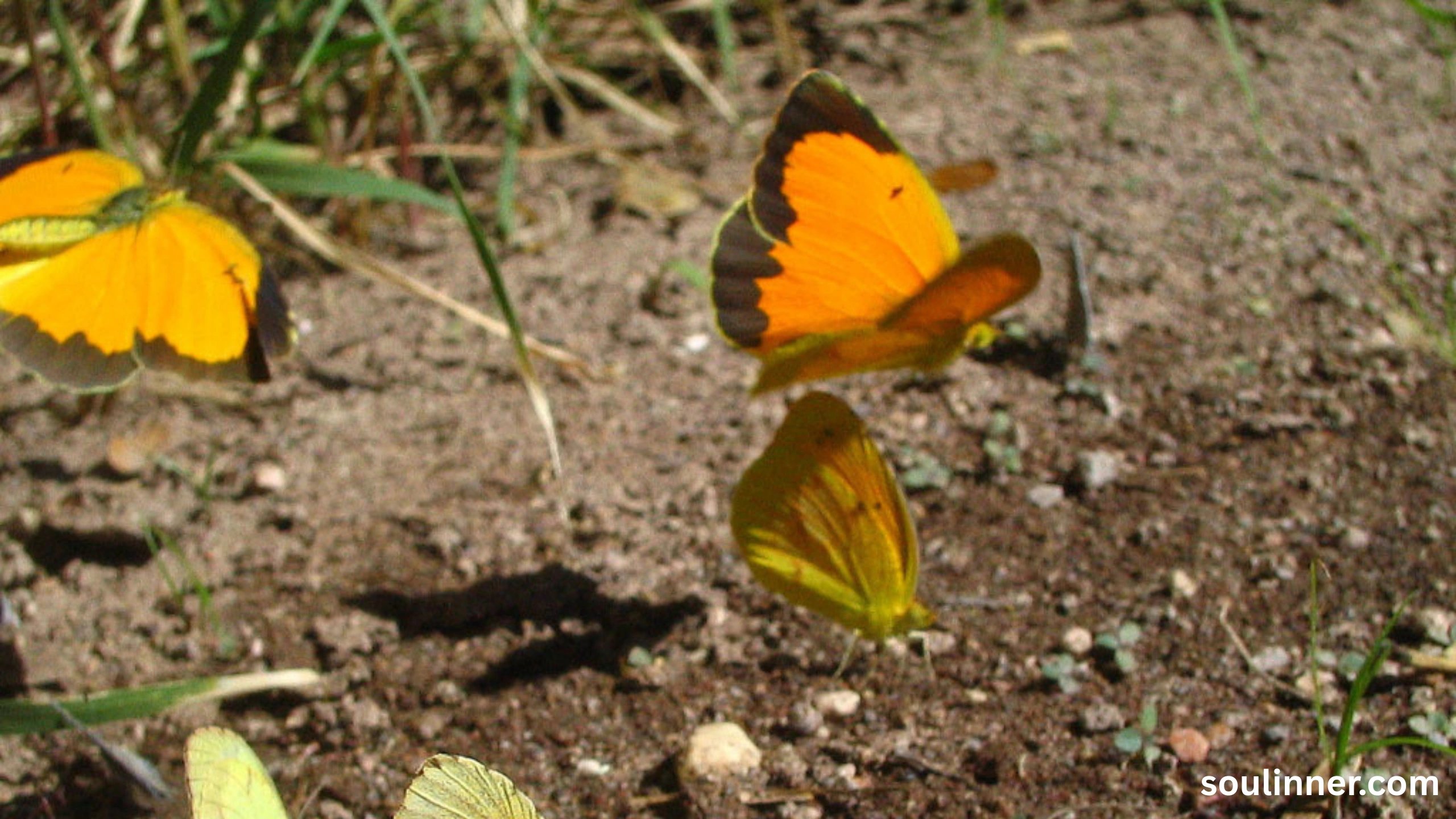 spiritual yellow butterfly meaning in the bible