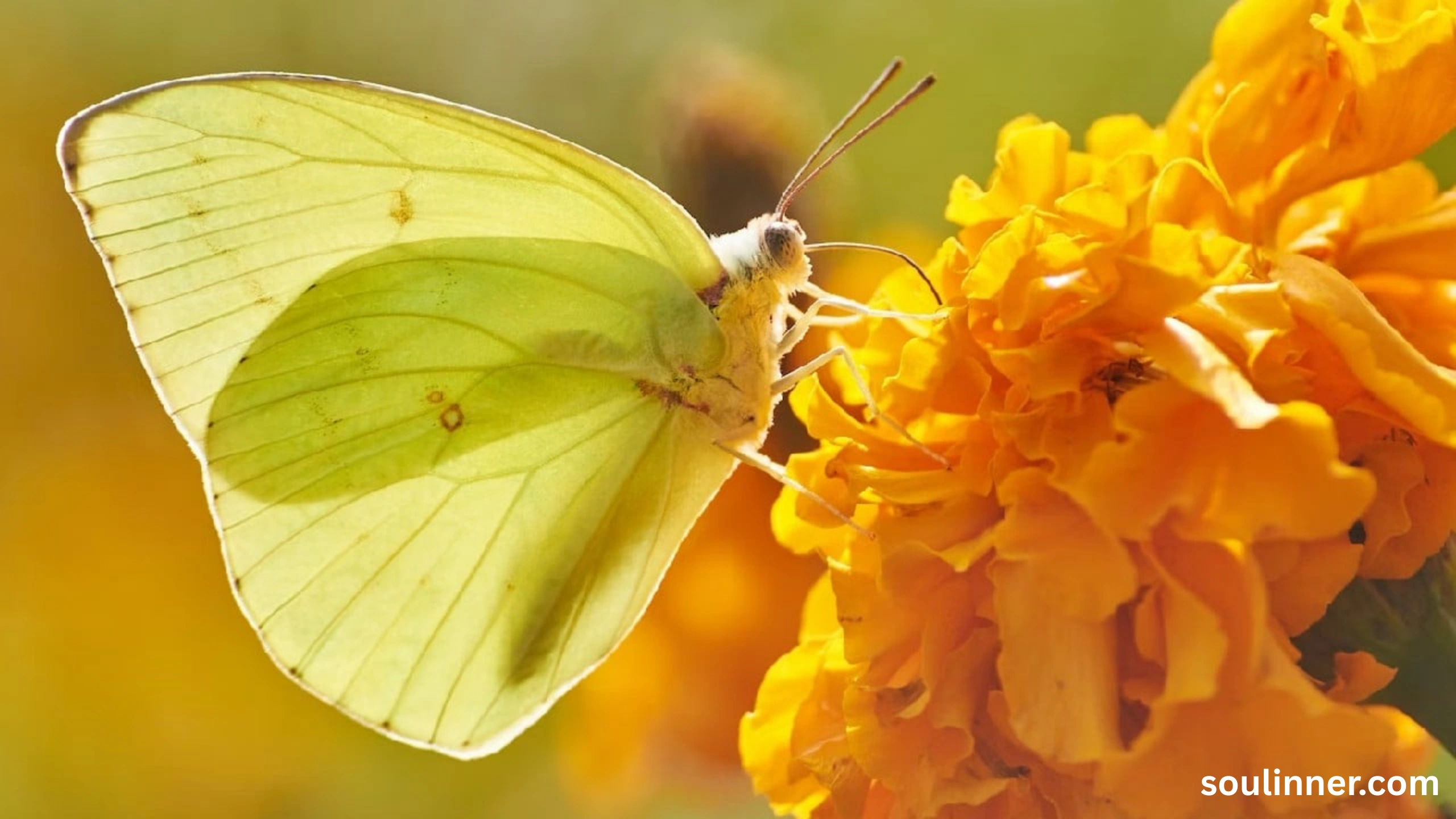 spiritual yellow butterfly meaning in the bible