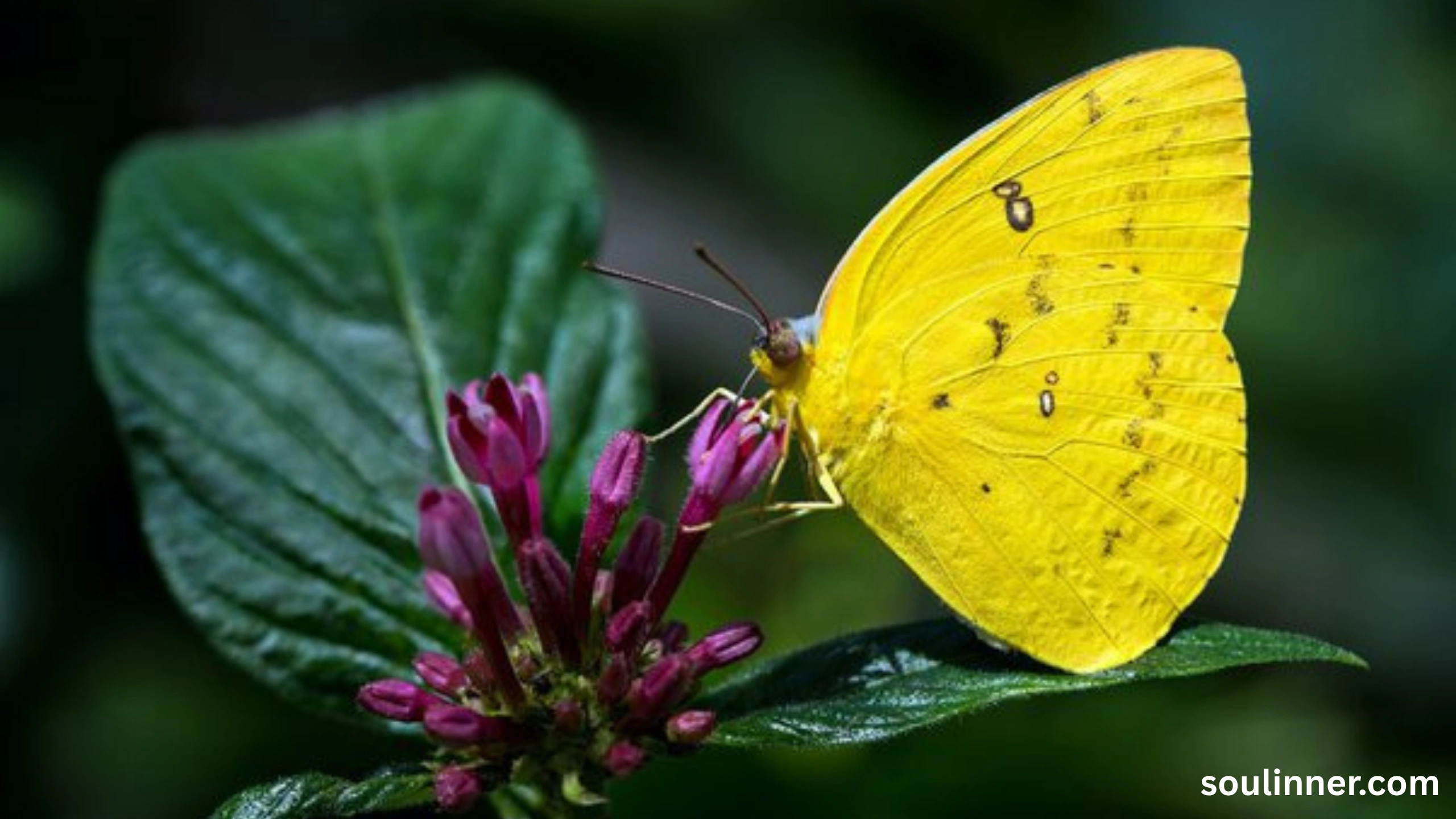 spiritual yellow butterfly meaning in the bible