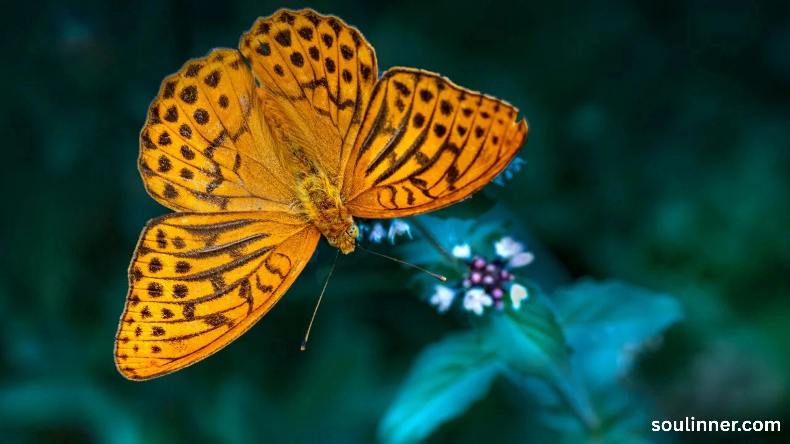 spiritual yellow butterfly meaning in the bible