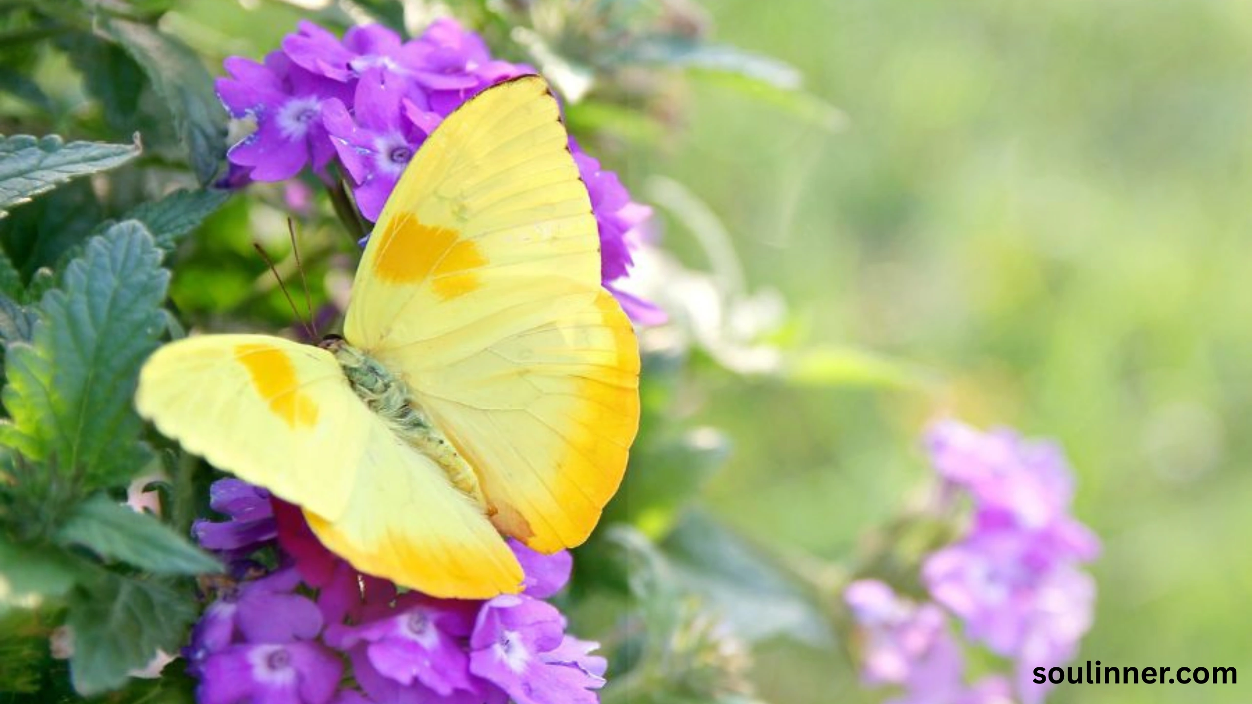 spiritual yellow butterfly meaning in the bible