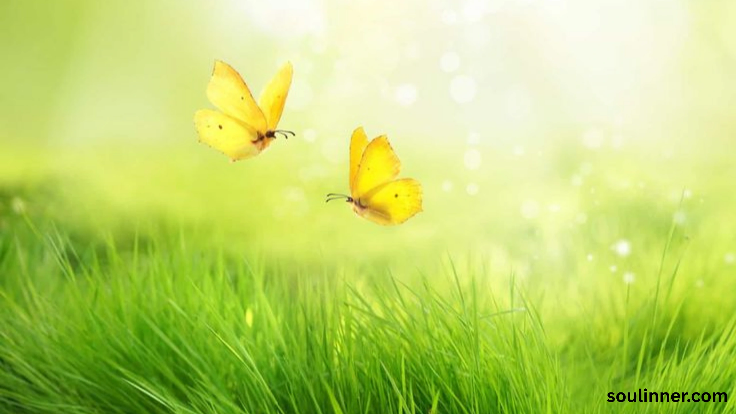 spiritual yellow butterfly meaning in the bible