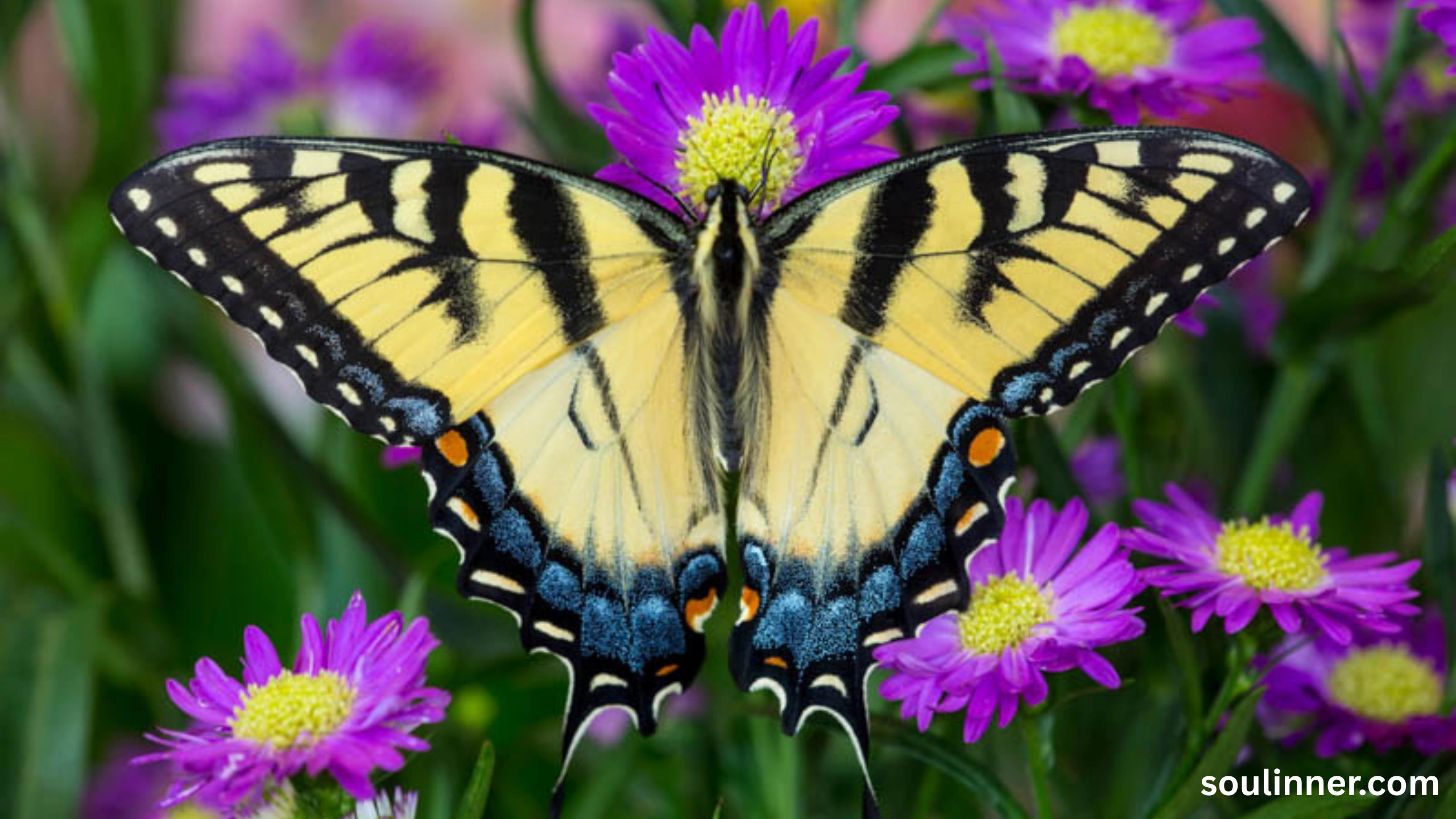 spiritual yellow butterfly meaning in the bible
