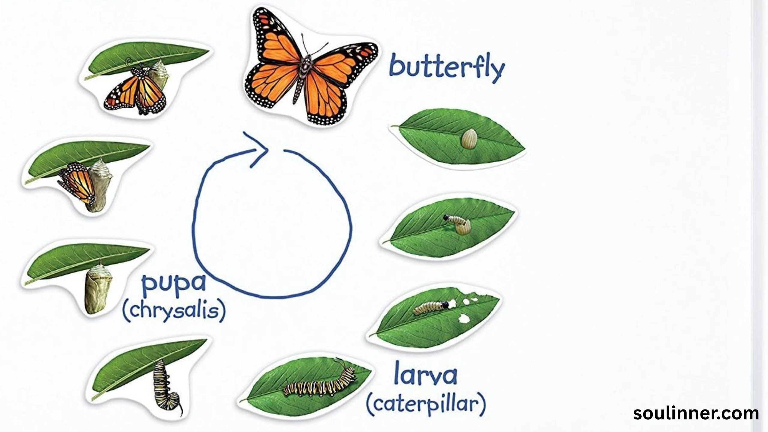 spiritual yellow butterfly meaning in the bible