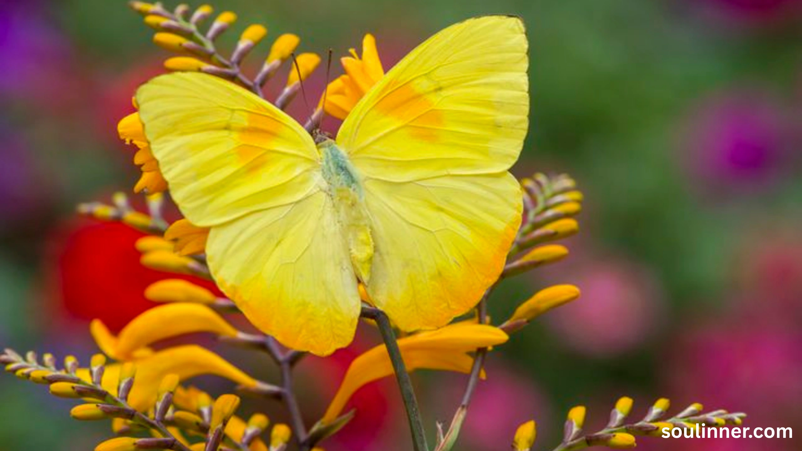 spiritual yellow butterfly meaning in the bible