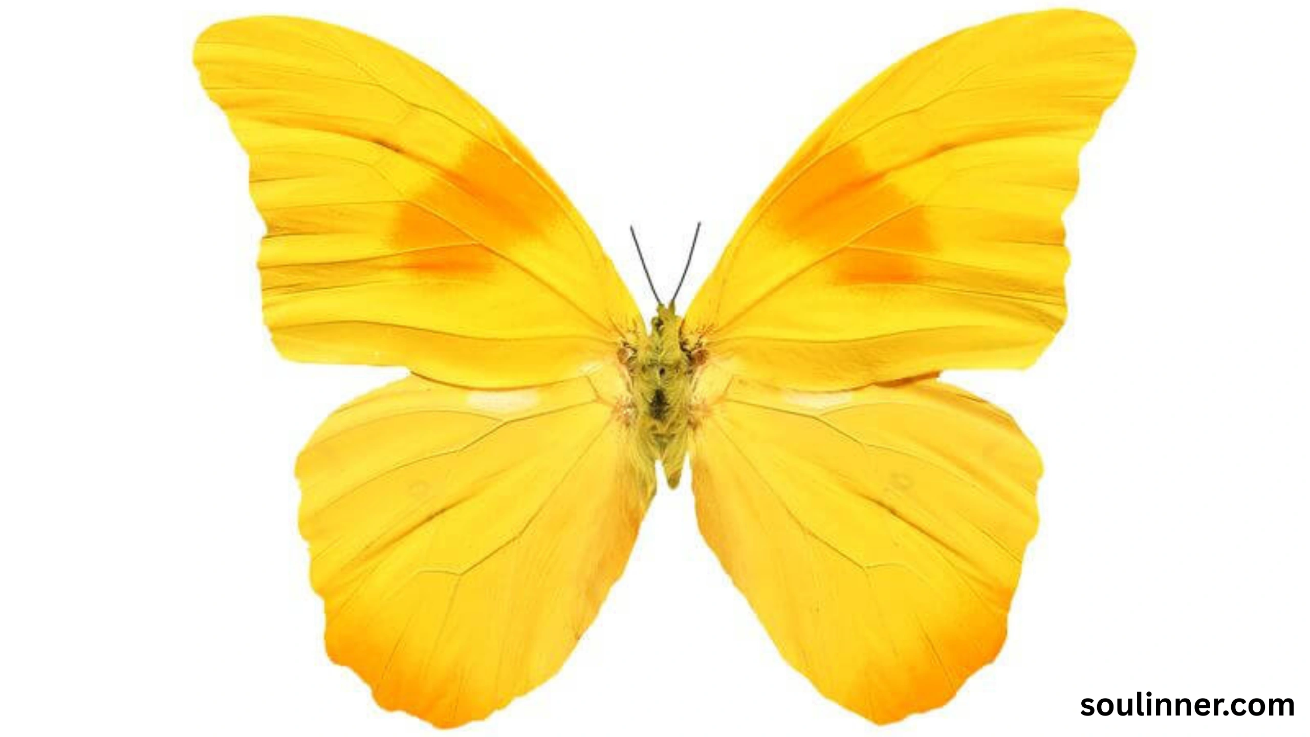 spiritual yellow butterfly meaning in the bible