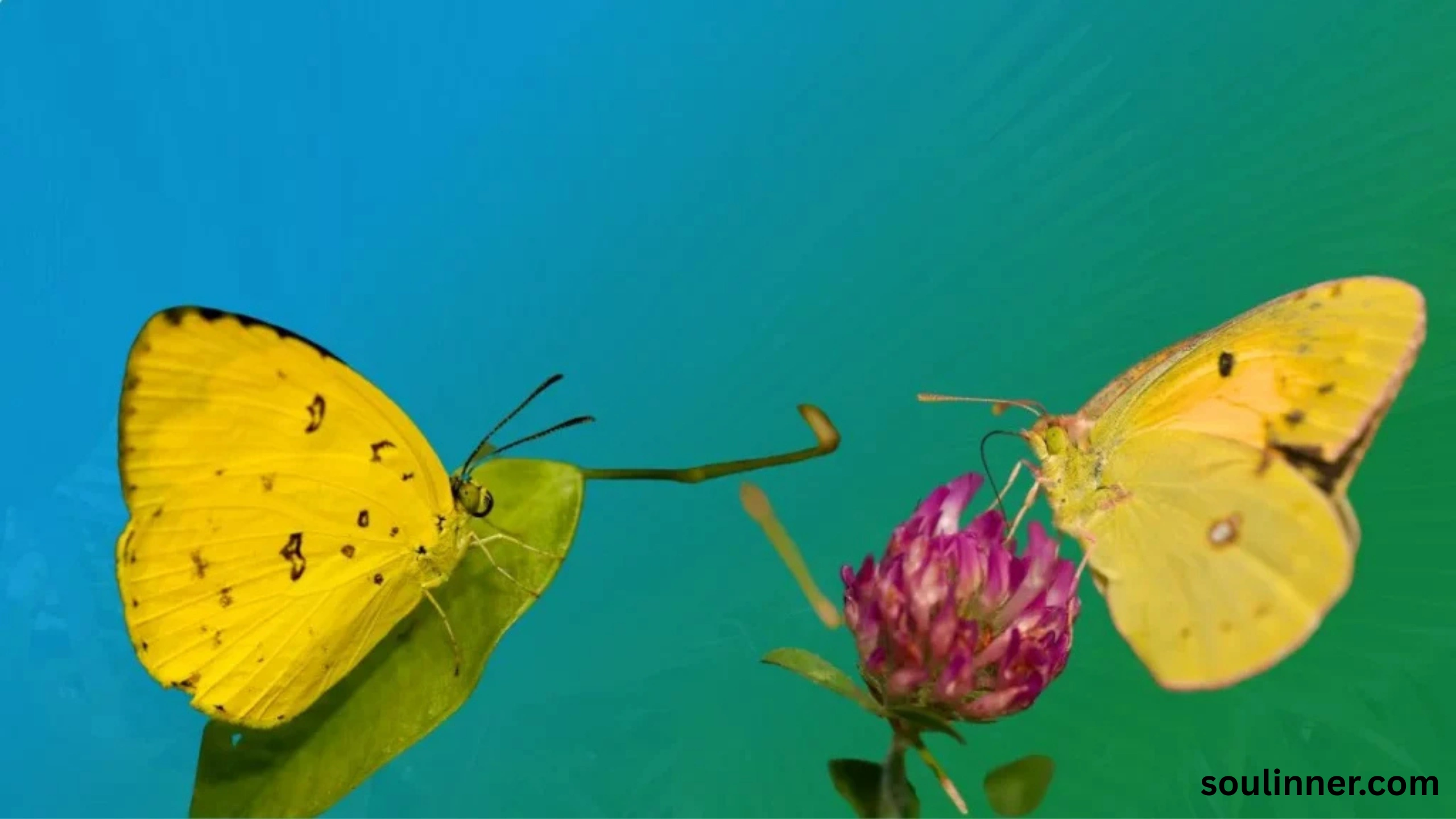 spiritual yellow butterfly meaning in the bible