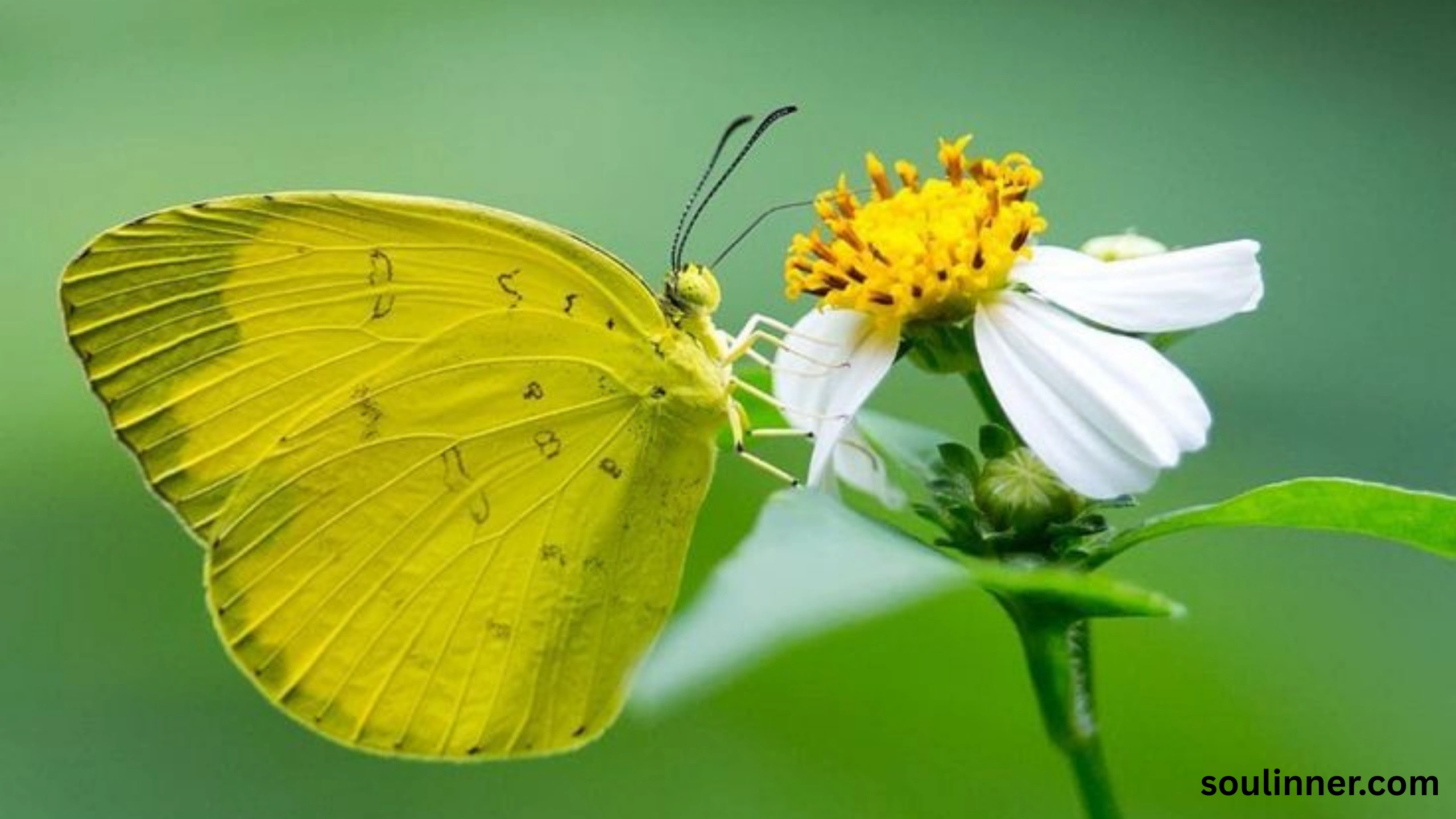 spiritual yellow butterfly meaning in the bible