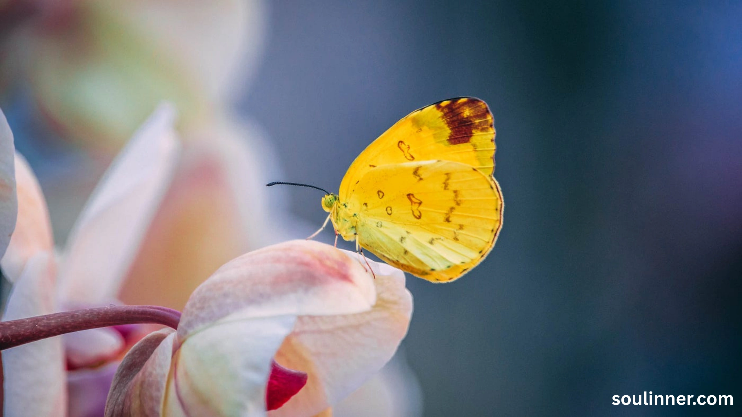 spiritual yellow butterfly meaning in the bible