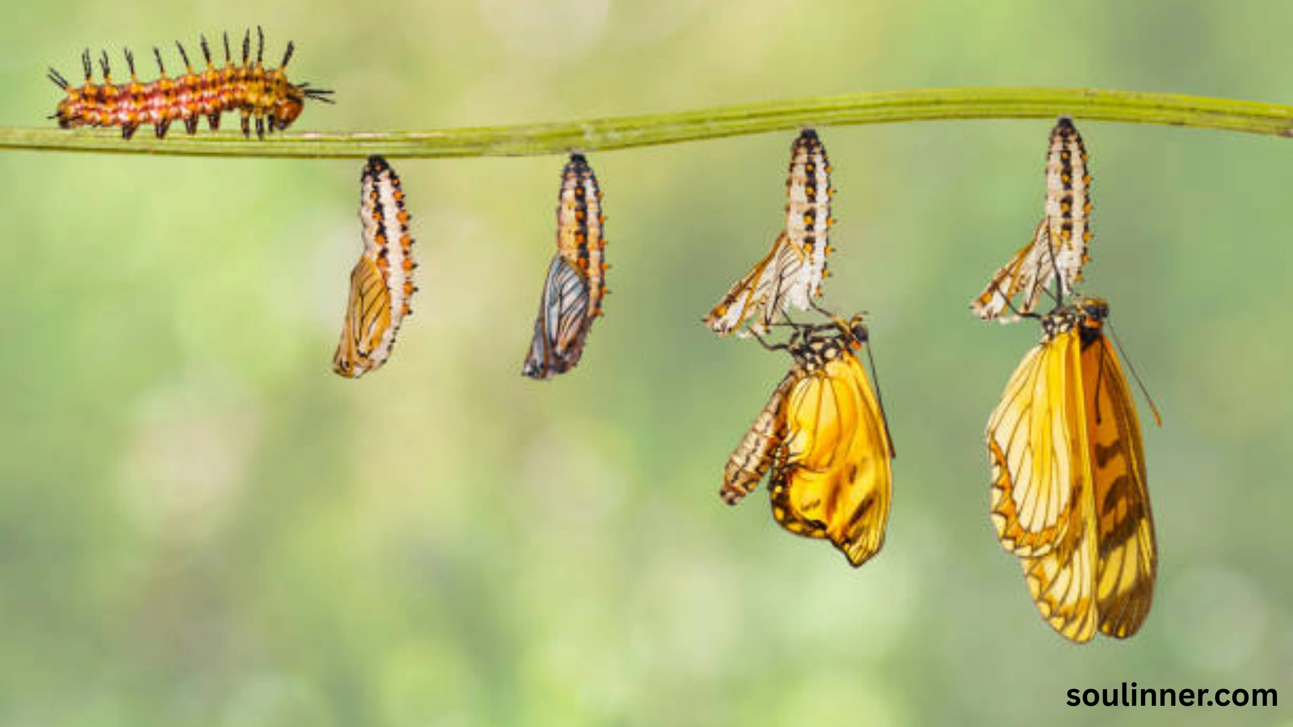 spiritual yellow butterfly meaning in the bible