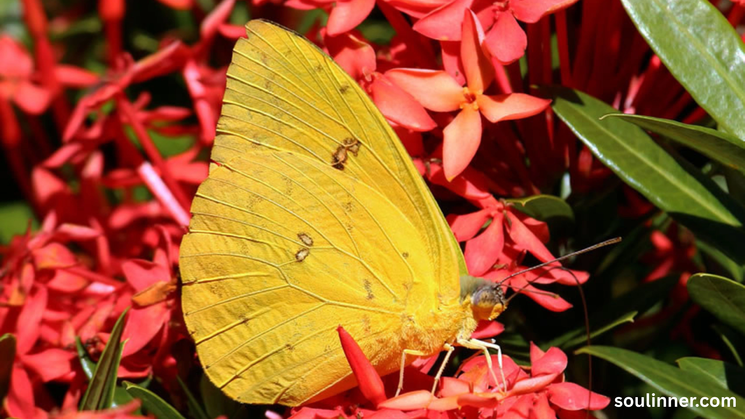 spiritual yellow butterfly meaning in the bible