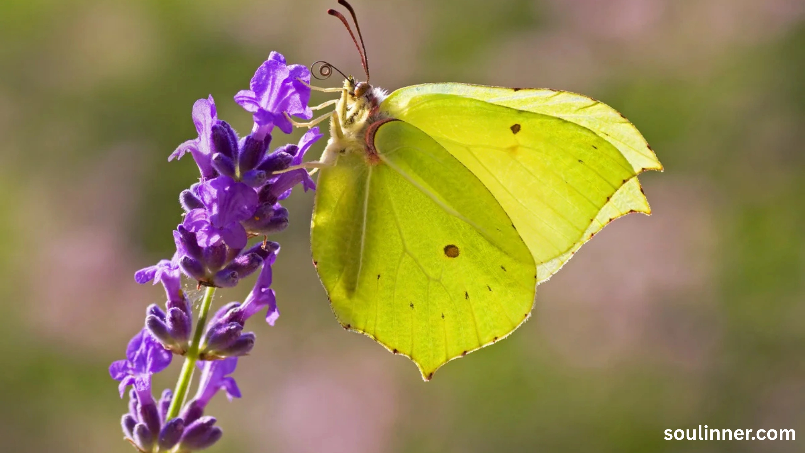 spiritual yellow butterfly meaning in the bible