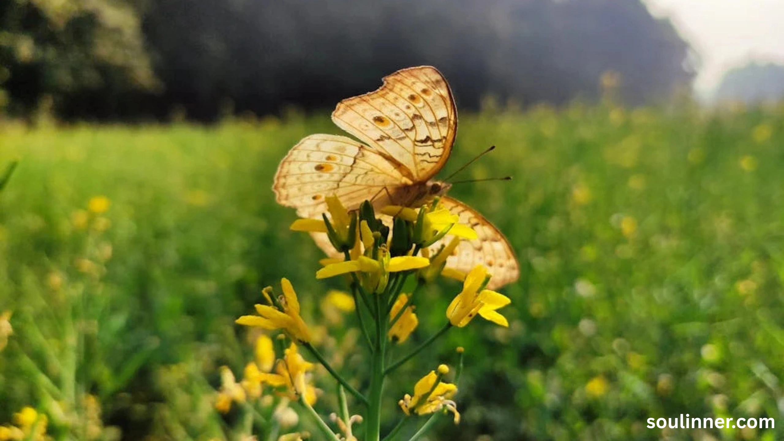 spiritual yellow butterfly meaning in the bible