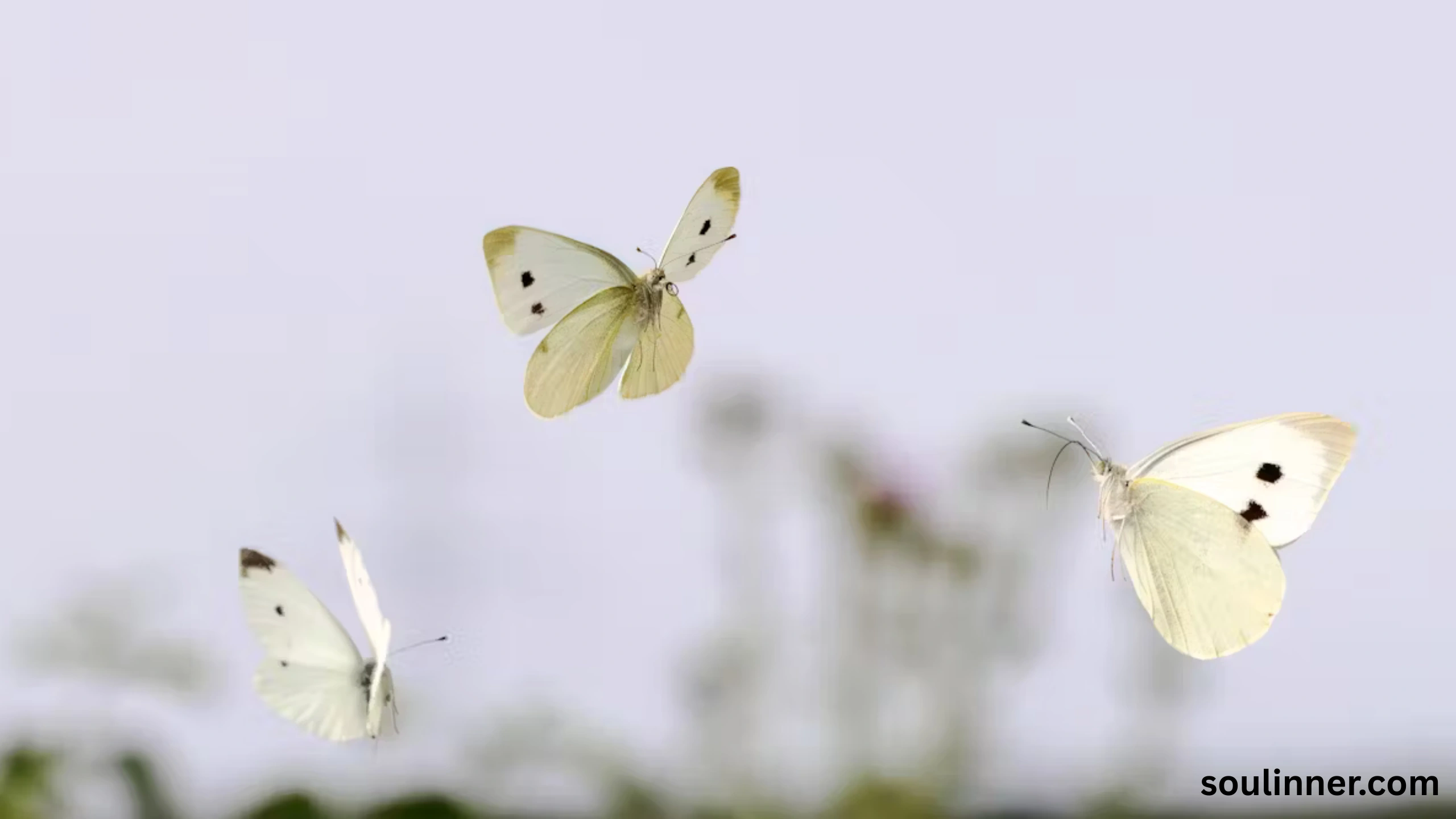 spiritual yellow butterfly meaning in the bible